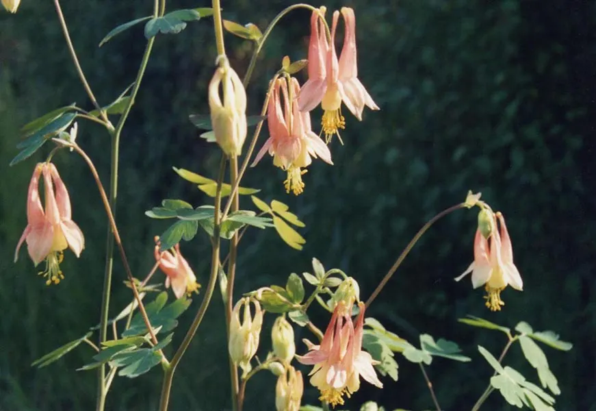 Wild Columbine (Aquilegia Canadensis) — Known for its adaptability; at maturity, it stands 1-3 feet tall with a similar spread, image 157