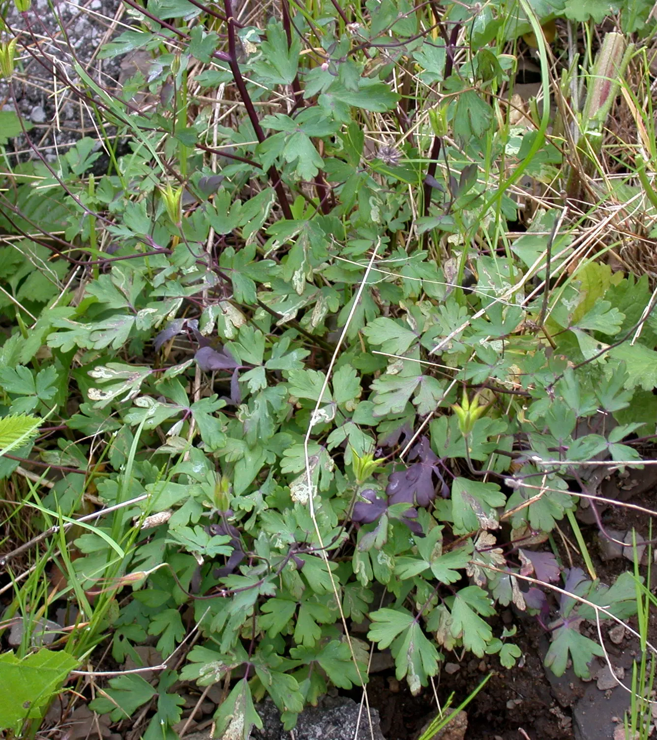Wild Columbine (Aquilegia Canadensis) — Attracts hummingbirds and beneficial pollinators; ideal for woodland or naturalized gardens; the Wild, image 110