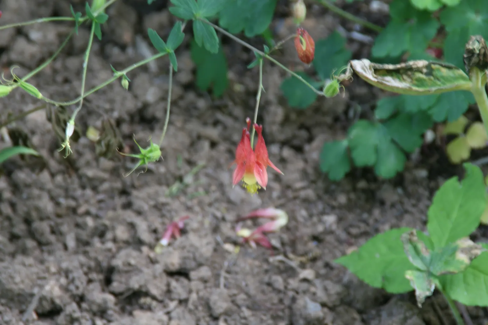 Wild Columbine (Aquilegia Canadensis) — It thrives in part shade but can tolerate full sun in cooler climates, provided the soil remains moist; the, image 77