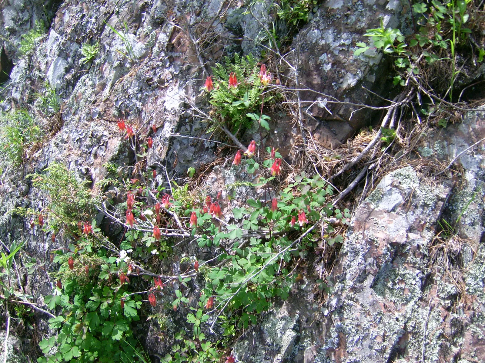 Wild Columbine (Aquilegia Canadensis) — It thrives in part shade but can tolerate full sun in cooler climates, provided the soil remains moist; the, image 161