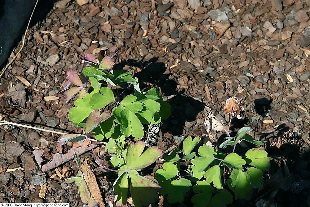 Wild Columbine (Aquilegia Canadensis) — is a charming North American native perennial that is highly coveted in landscape design for its distinctive; the Wild