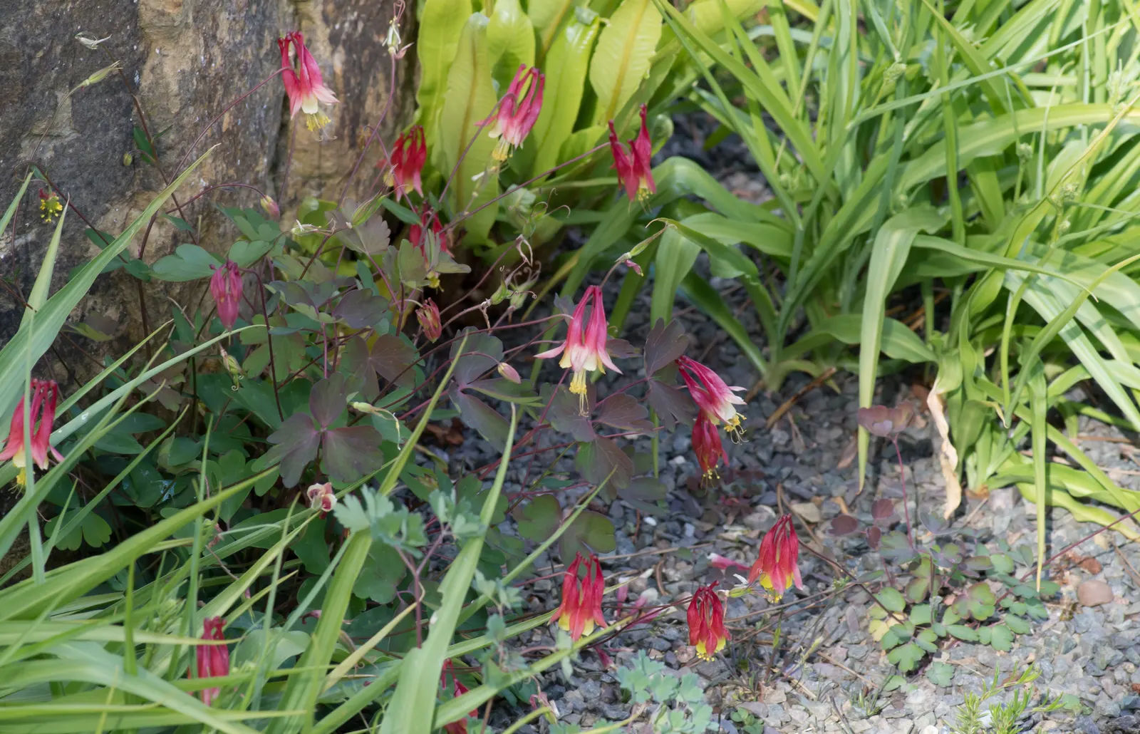 Wild Columbine (Aquilegia Canadensis) — It features distinct, nodding red and yellow flowers with backward-pointing spurs, blooming April to June; the Wild