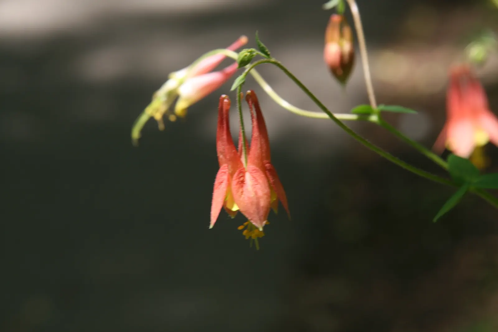 Wild Columbine (Aquilegia Canadensis) — the Wild Columbine flourishes in USDA Hardiness Zones 3 through 8, image 116