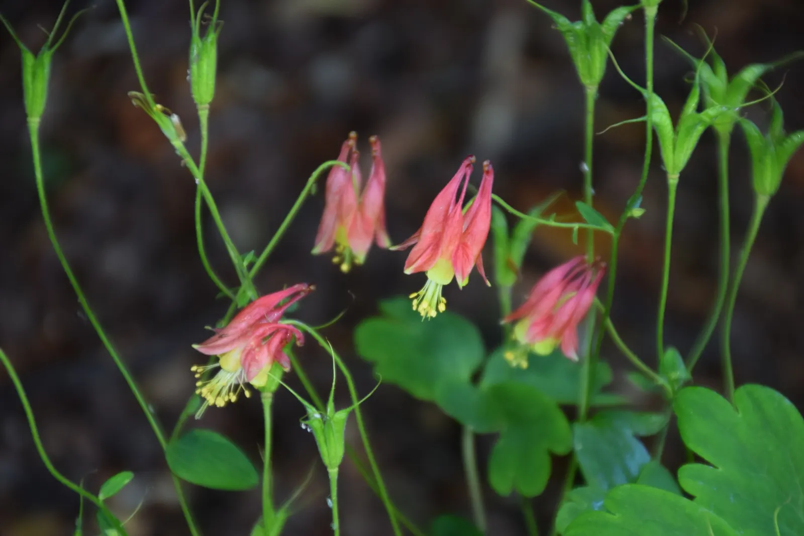 Wild Columbine (Aquilegia Canadensis) — Attracts hummingbirds and beneficial pollinators; ideal for woodland or naturalized gardens; the Wild, image 47