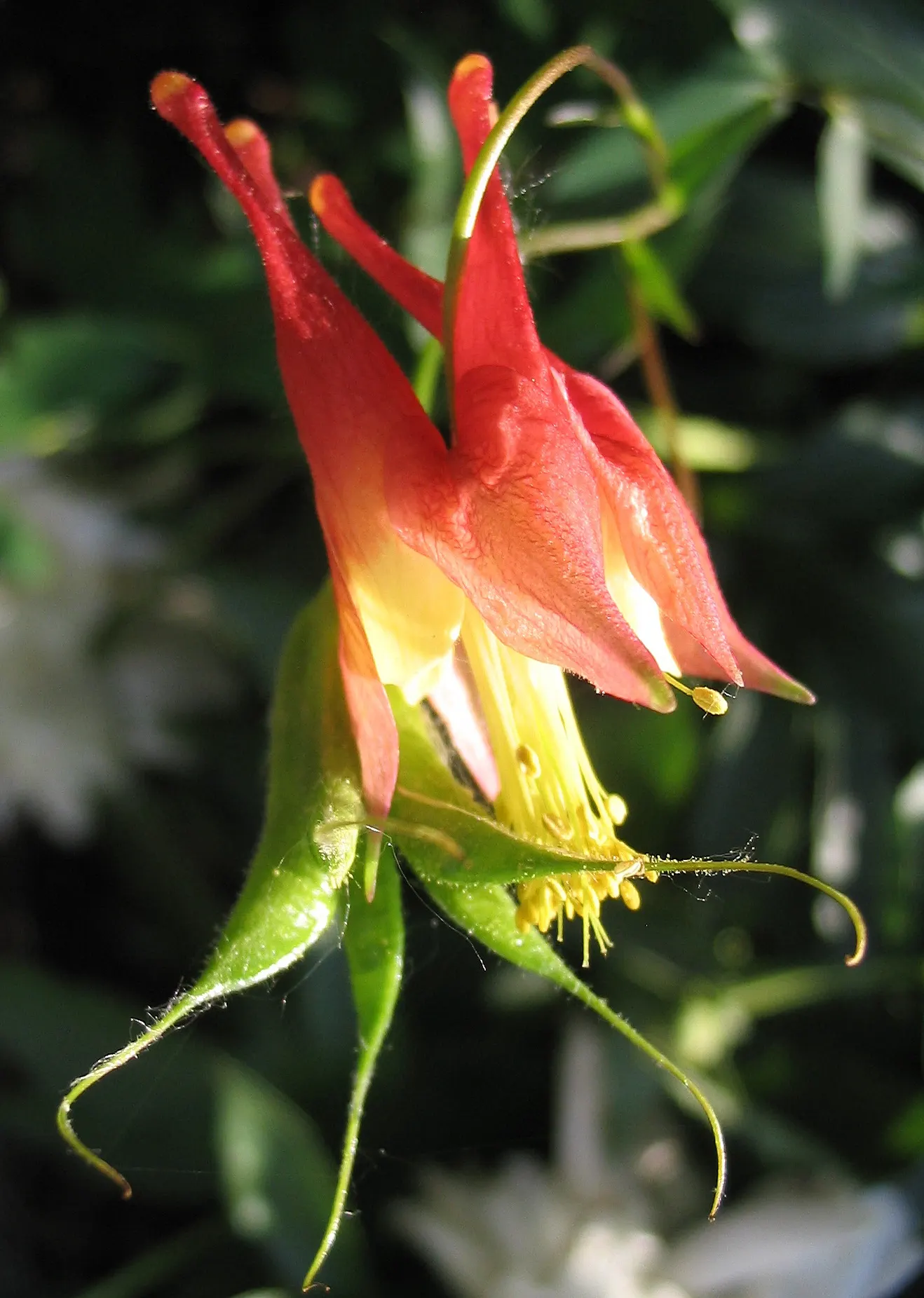 Wild Columbine (Aquilegia Canadensis) — Attracts hummingbirds and beneficial pollinators; ideal for woodland or naturalized gardens; the Wild, image 131