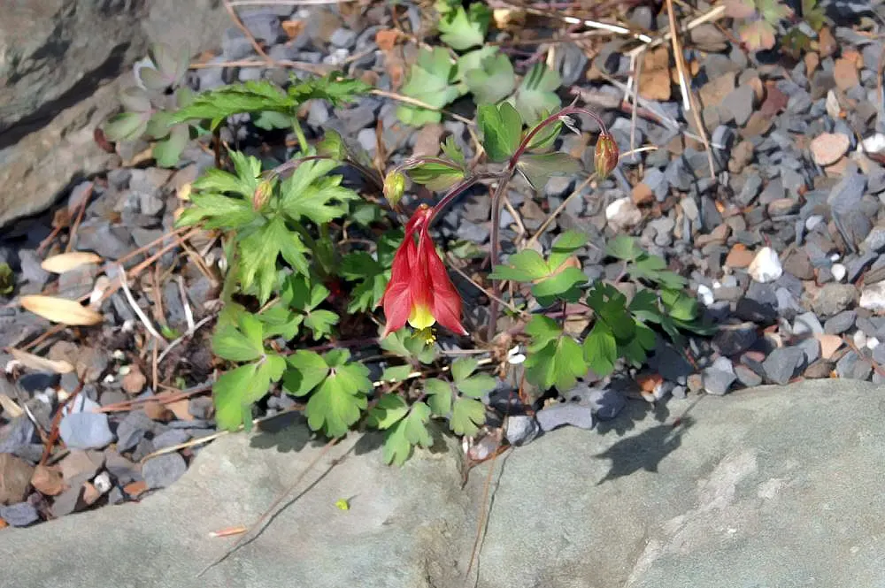 Wild Columbine (Aquilegia Canadensis) — Resistant to deer and drought; offering a naturalized aesthetic to the design, image 69