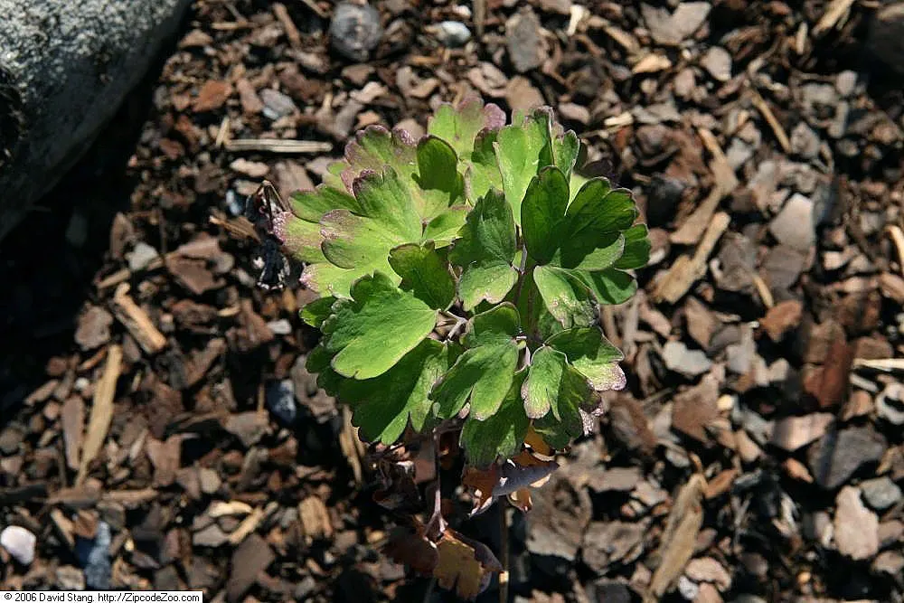 Wild Columbine (Aquilegia Canadensis) — red and yellow flowers in the garden; at maturity, it stands 1-3 feet tall with a similar spread, image 166