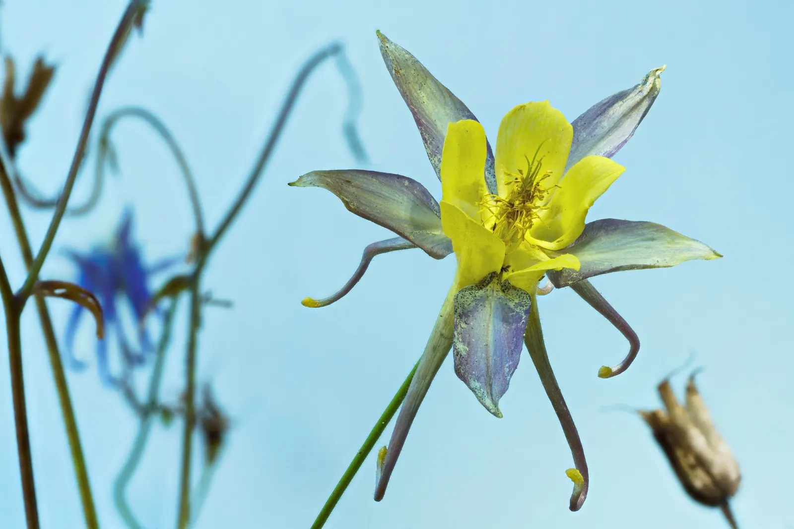 Wild Columbine (Aquilegia Canadensis) — At maturity, it stands 1-3 feet tall with a similar spread