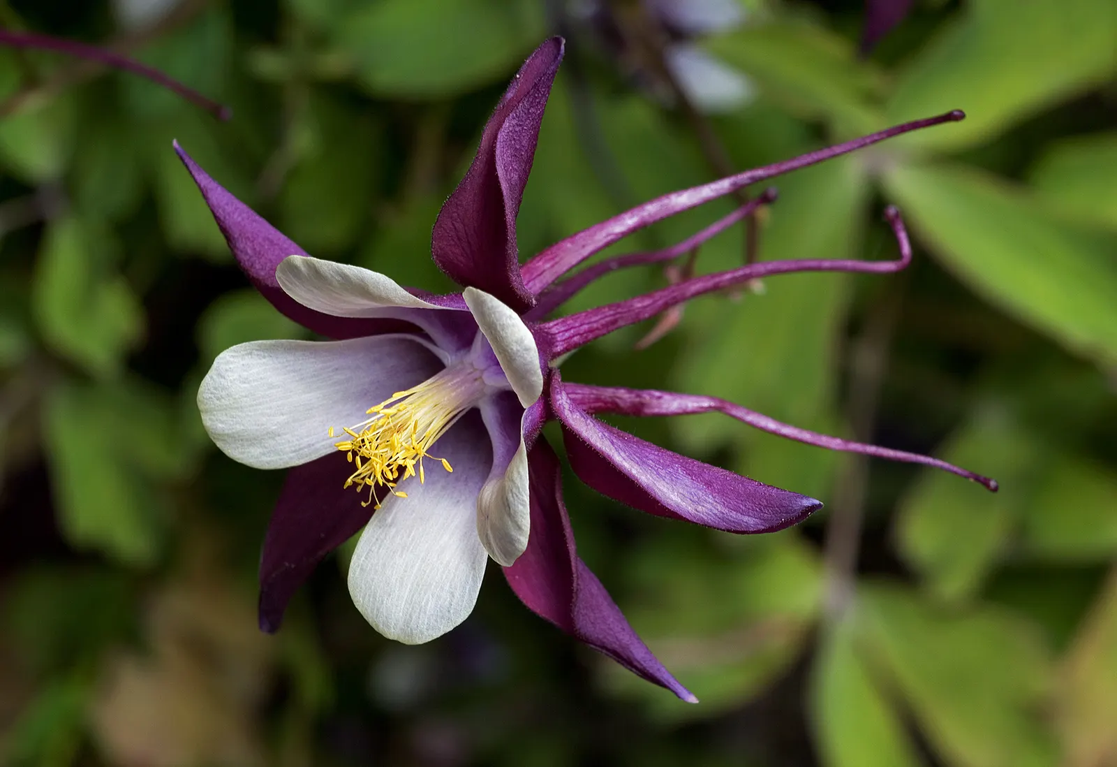 Wild Columbine (Aquilegia Canadensis) — Thriving in USDA zones 3-8, it prefers partially shaded areas and well-draining soil; offering a naturalized aesthetic