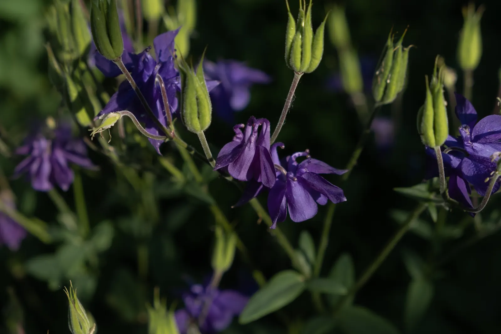 Wild Columbine (Aquilegia Canadensis) — commonly referred to as Wild Columbine; at maturity, it stands 1-3 feet tall with a similar spread, image 91