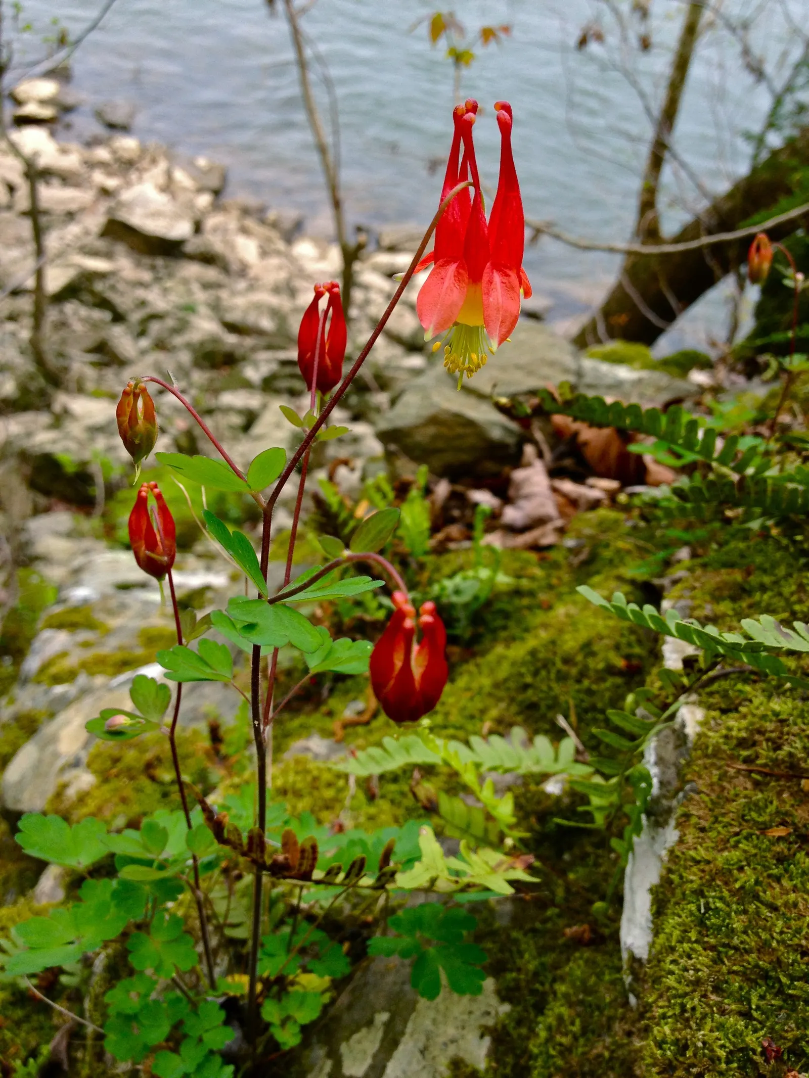 Wild Columbine (Aquilegia Canadensis) — perennial for full or half; offering a naturalized aesthetic to the design, image 126