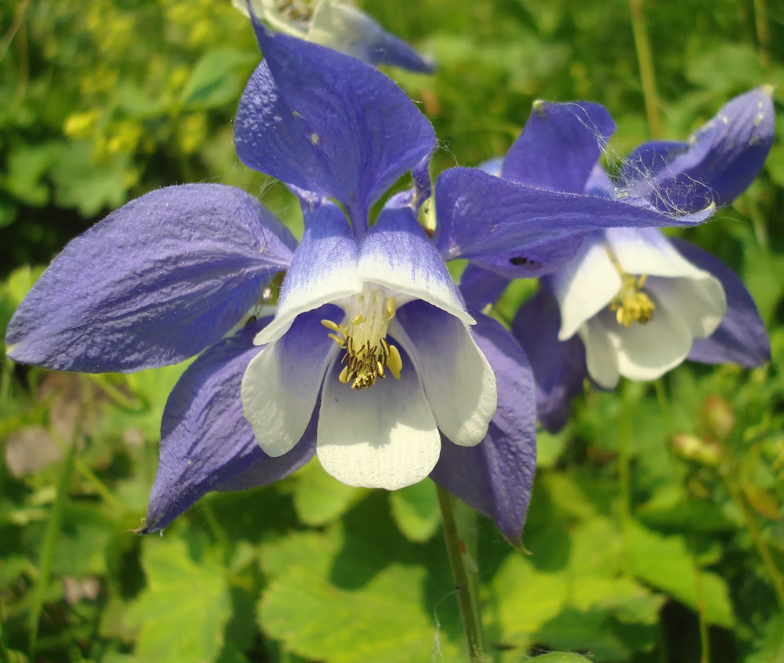 Wild Columbine (Aquilegia Canadensis) — is a charming North American native perennial that is highly coveted in landscape design for its, image 92