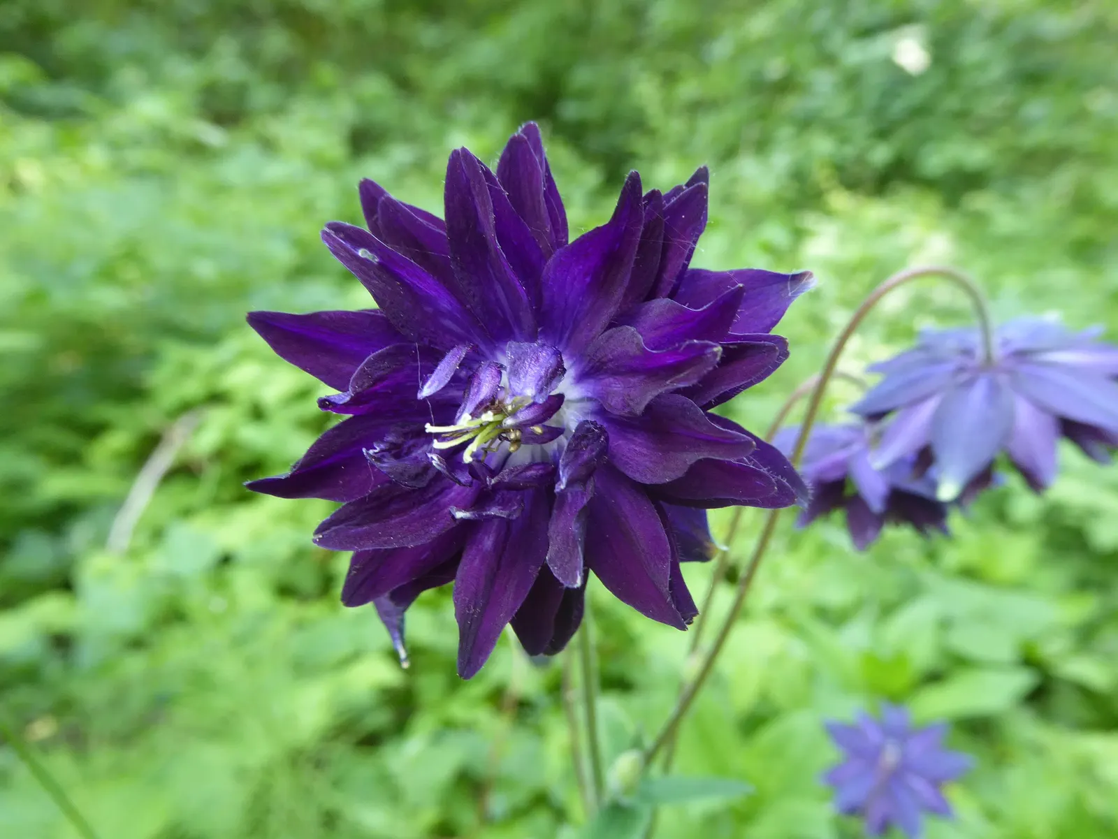 Wild Columbine (Aquilegia Canadensis) — consider the Wild Columbine for its low maintenance needs and captivating appearance; offering a, image 162