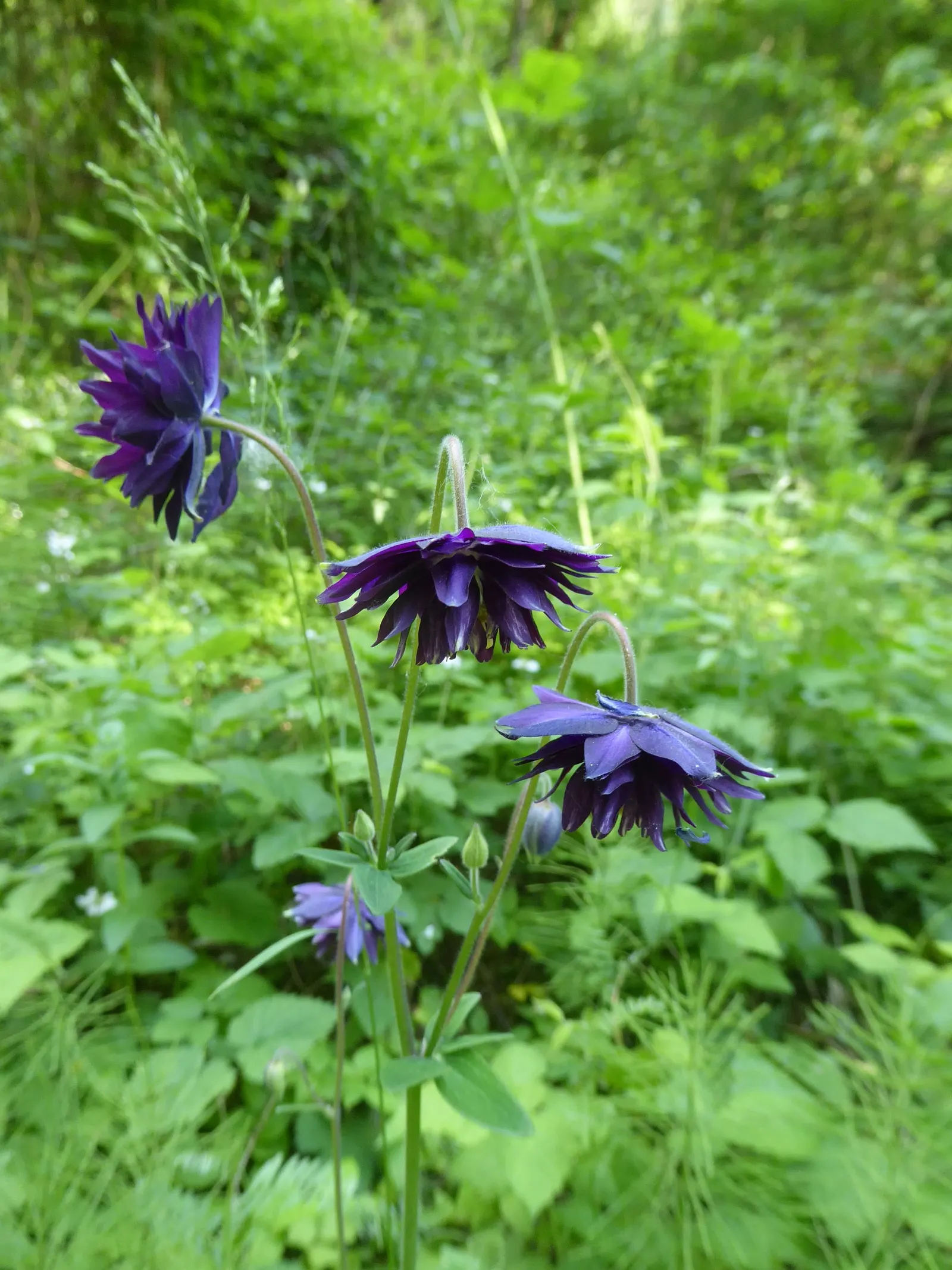 Wild Columbine (Aquilegia Canadensis) — consider the Wild Columbine for its low maintenance needs and captivating appearance