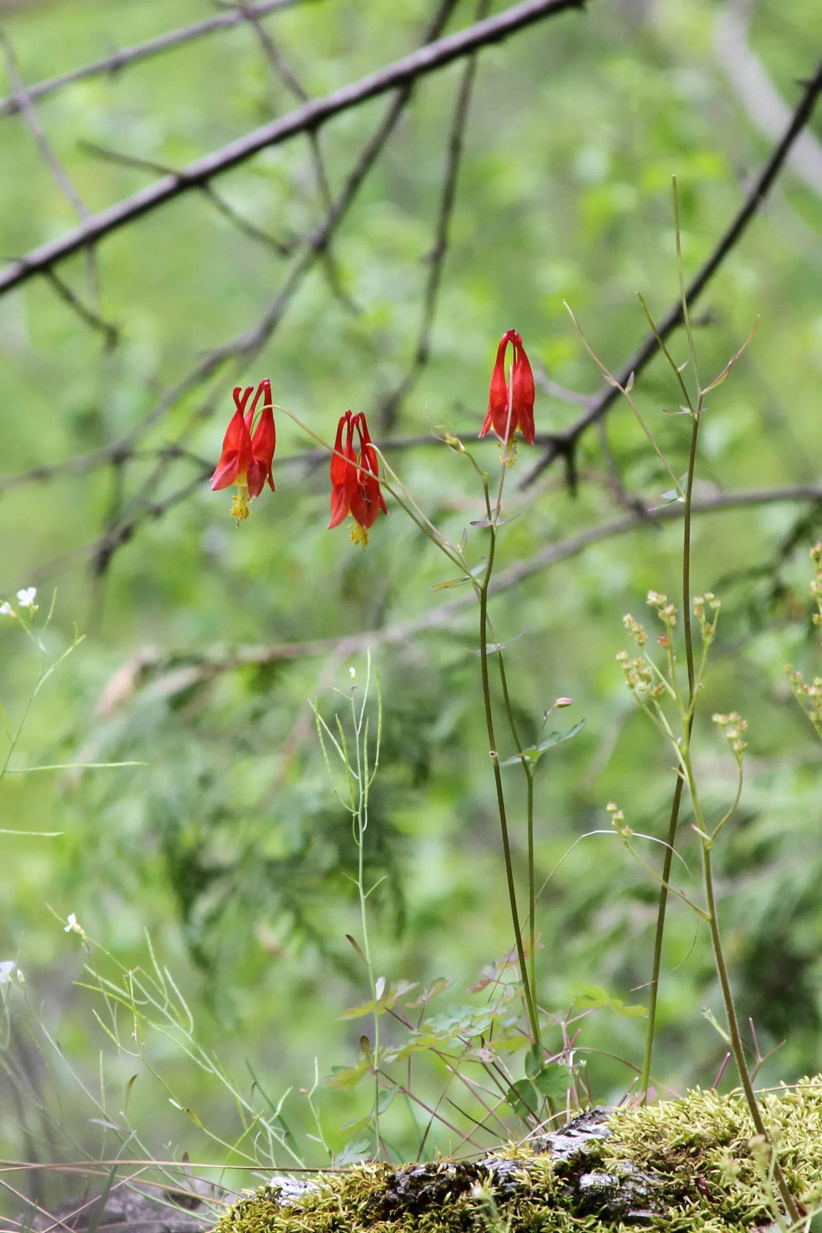 Wild Columbine (Aquilegia Canadensis) — Thriving in USDA zones 3-8, it prefers partially shaded areas and well-draining soil