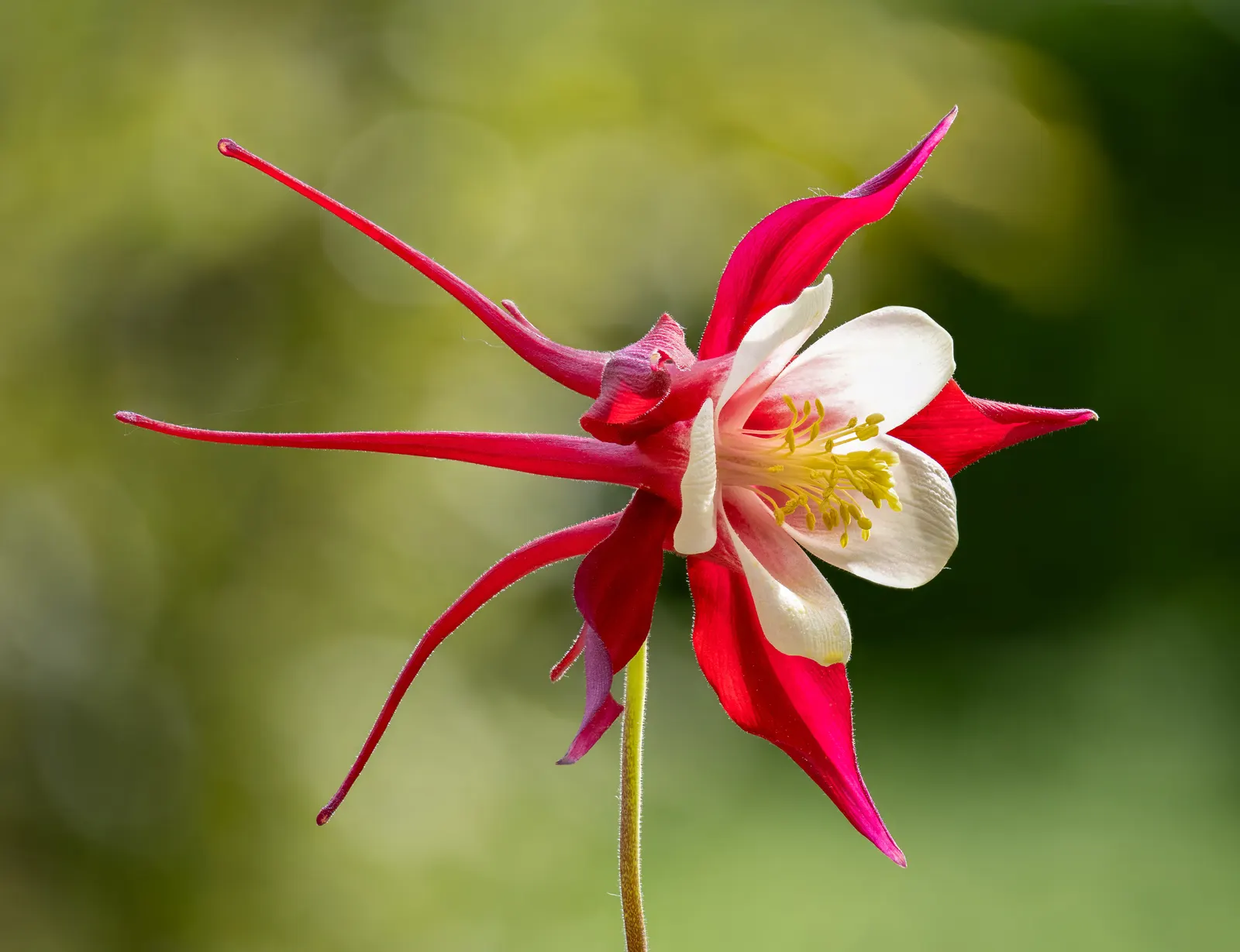 Wild Columbine (Aquilegia Canadensis) — Resistant to deer and drought; offering a naturalized aesthetic to the design, image 48