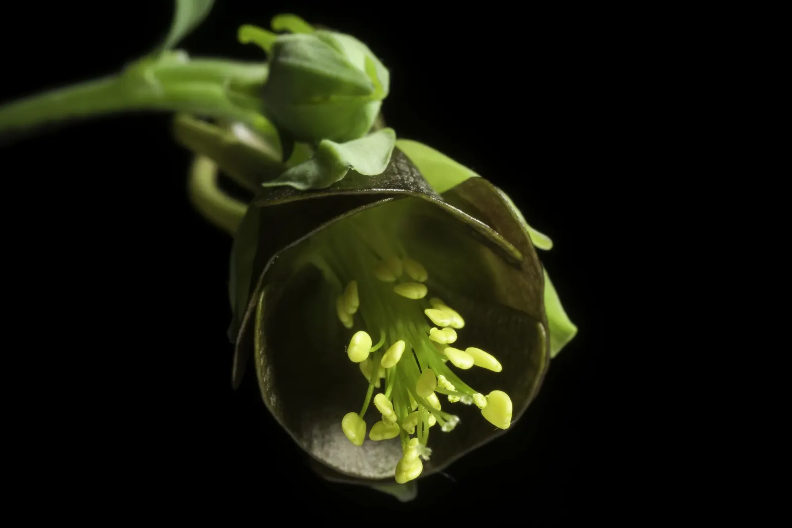 Wild Columbine (Aquilegia Canadensis) — Known for its adaptability
