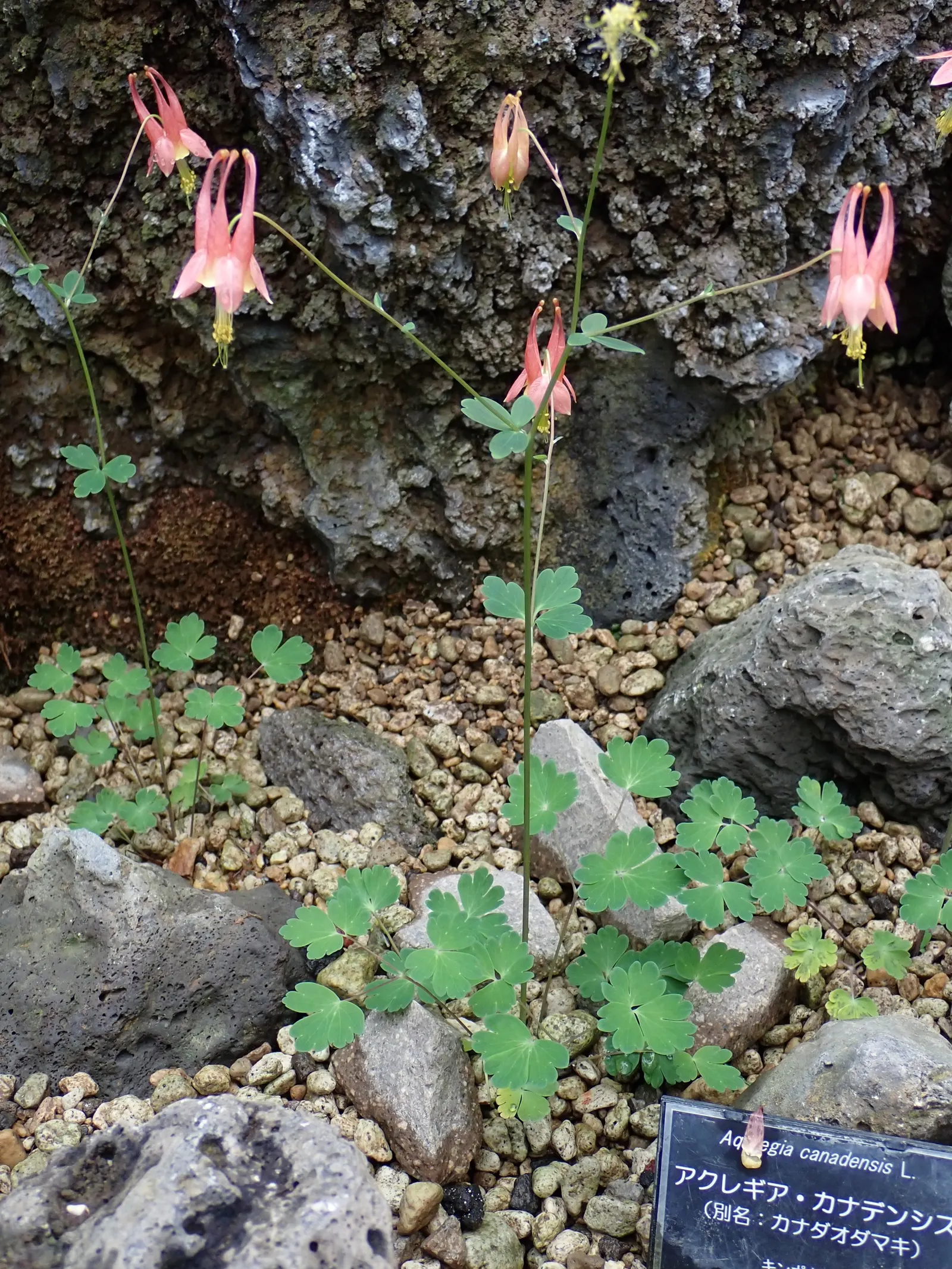 Wild Columbine (Aquilegia Canadensis) — Aquilegia canadensis, commonly known as Wild Columbine, is a perennial native to North America; at, image 106