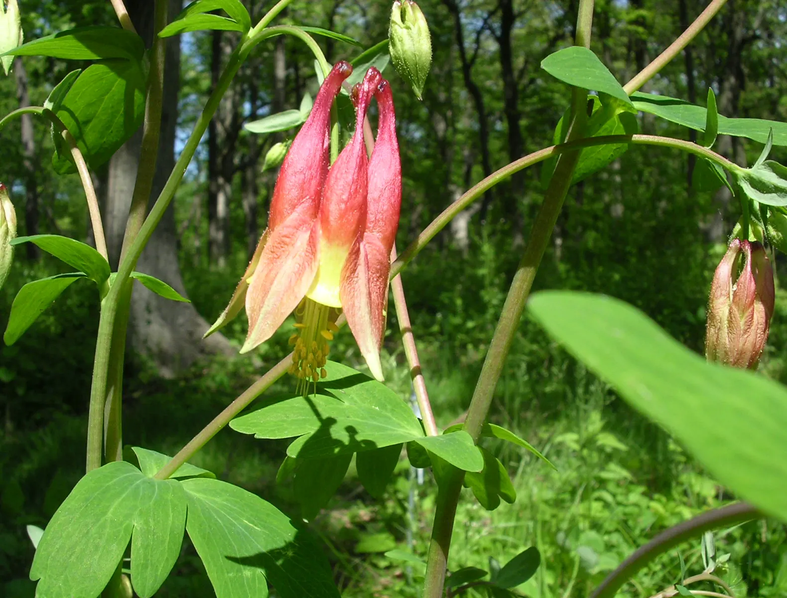 Wild Columbine (Aquilegia Canadensis) — nodding red and yellow flowers; offering a naturalized aesthetic to the design, image 72