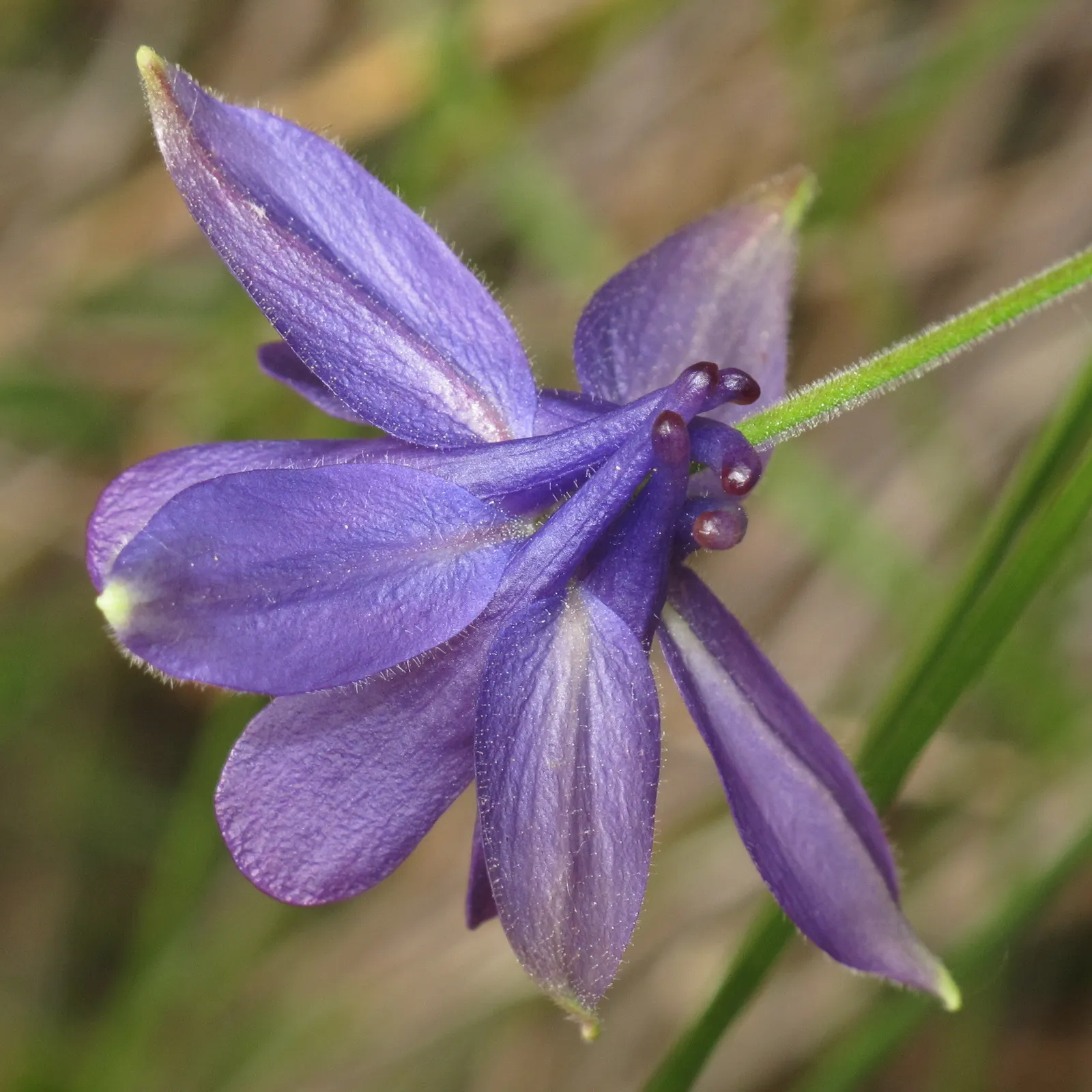 Wild Columbine (Aquilegia Canadensis) — Aquilegia canadensis, commonly known as Wild Columbine, is a perennial native to North America