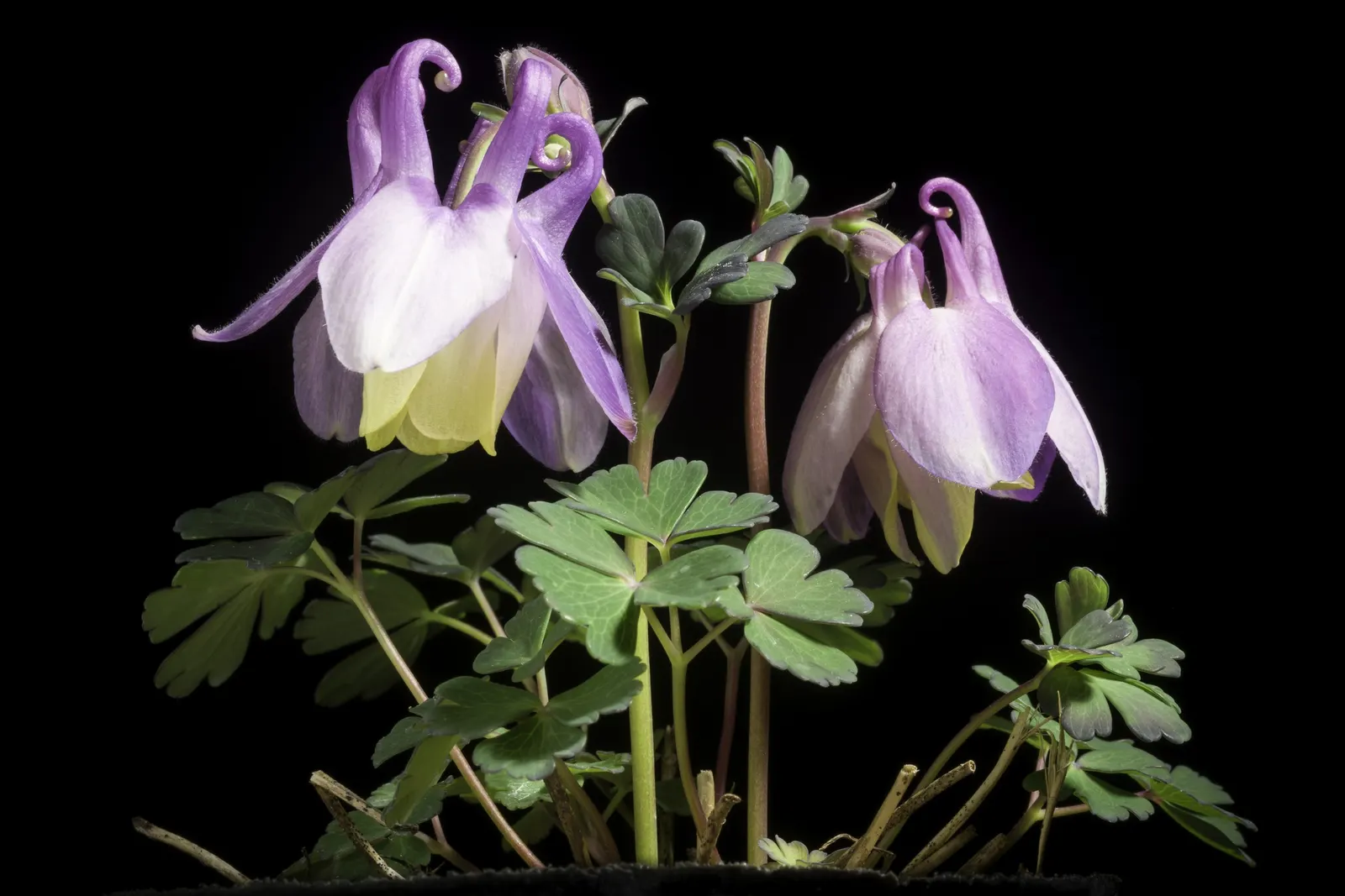 Wild Columbine (Aquilegia Canadensis) — offering a naturalized aesthetic to the design