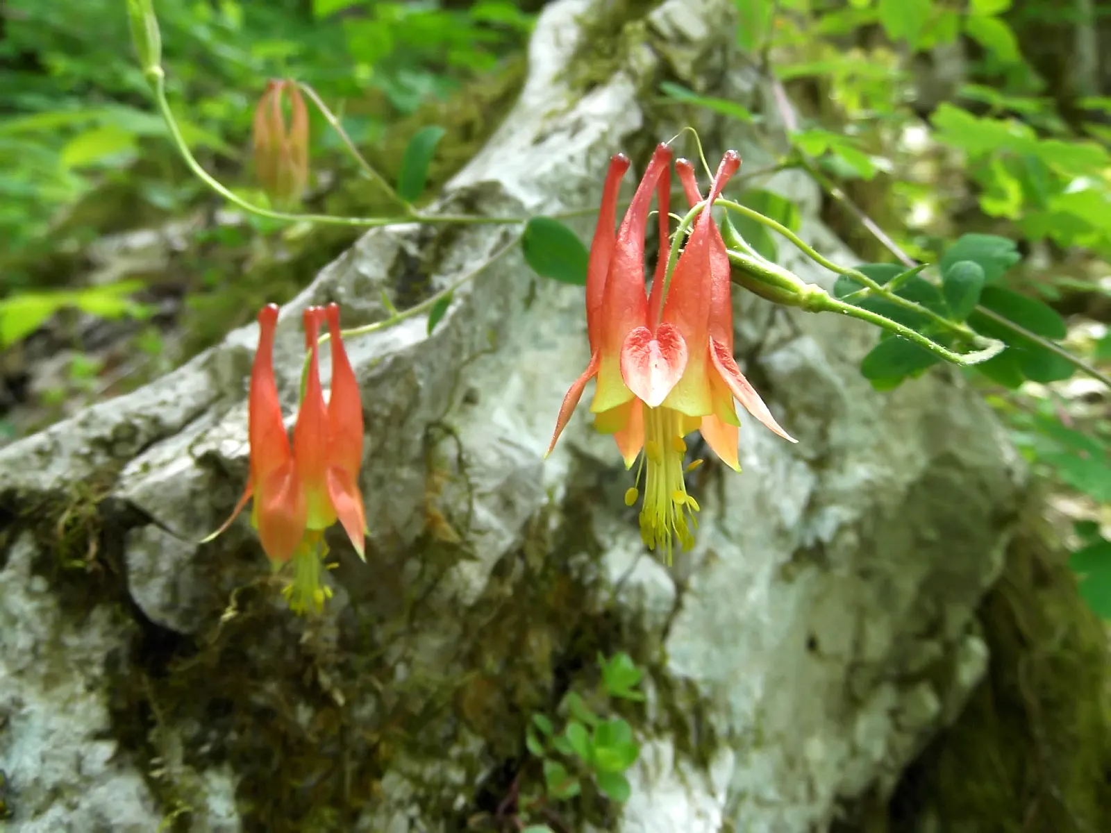 Wild Columbine (Aquilegia Canadensis) — It is also relatively deer resistant, making it a practical and enchanting addition to a client's landscape