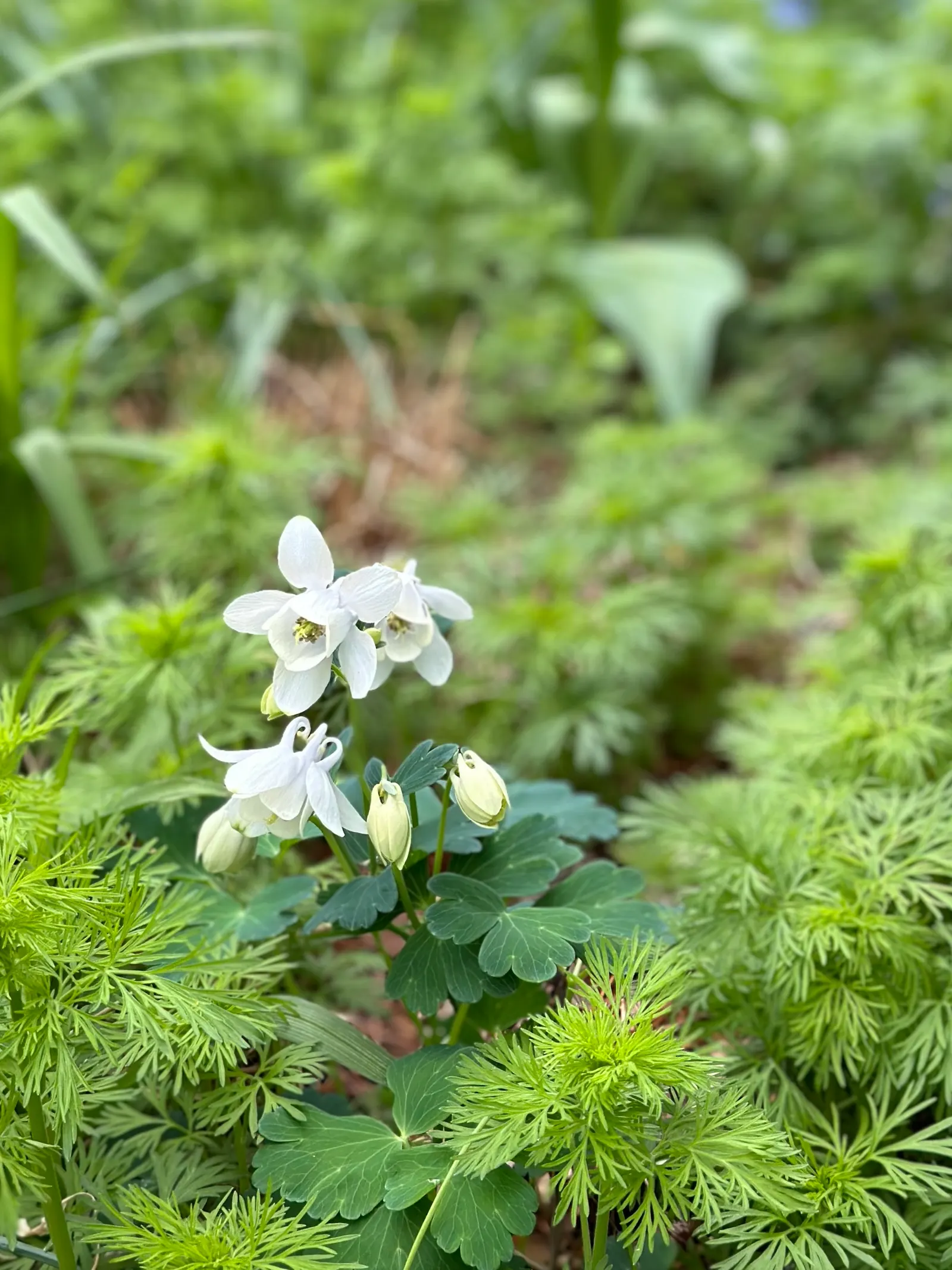 Wild Columbine (Aquilegia Canadensis) — offering a naturalized aesthetic to the design, image 165