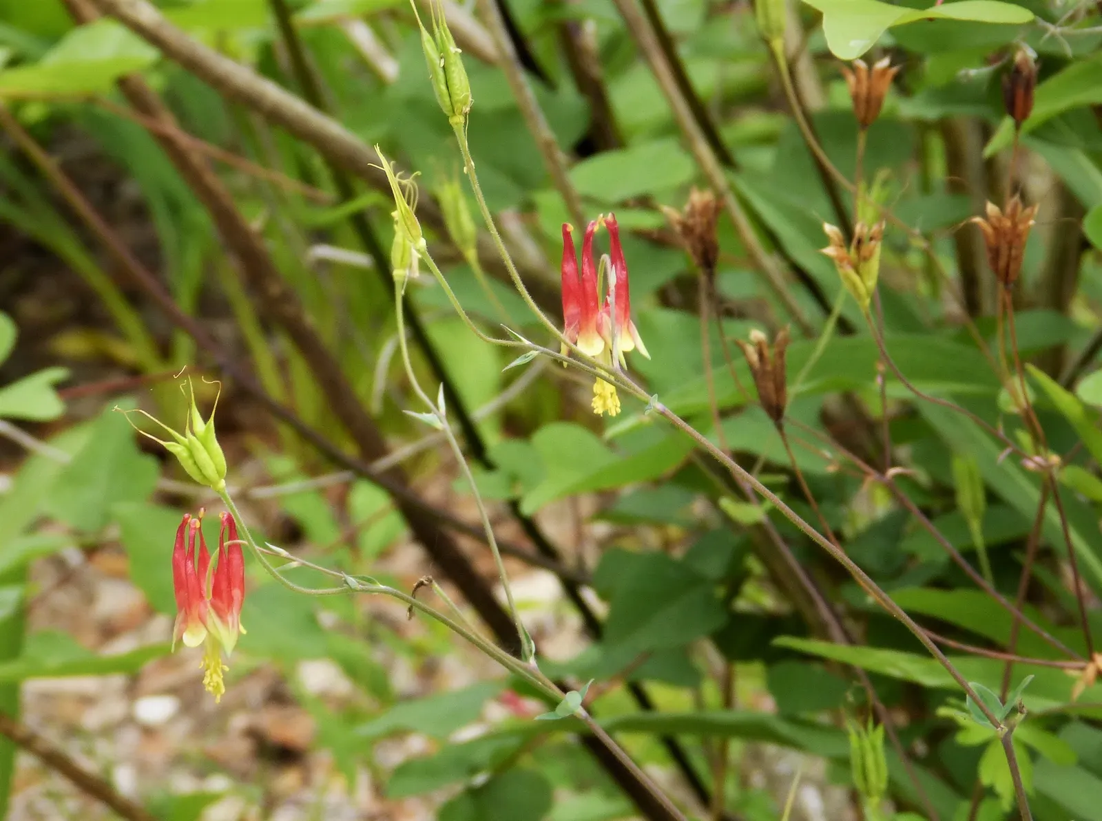 Wild Columbine (Aquilegia Canadensis) — perennial for full or half; offering a naturalized aesthetic to the design