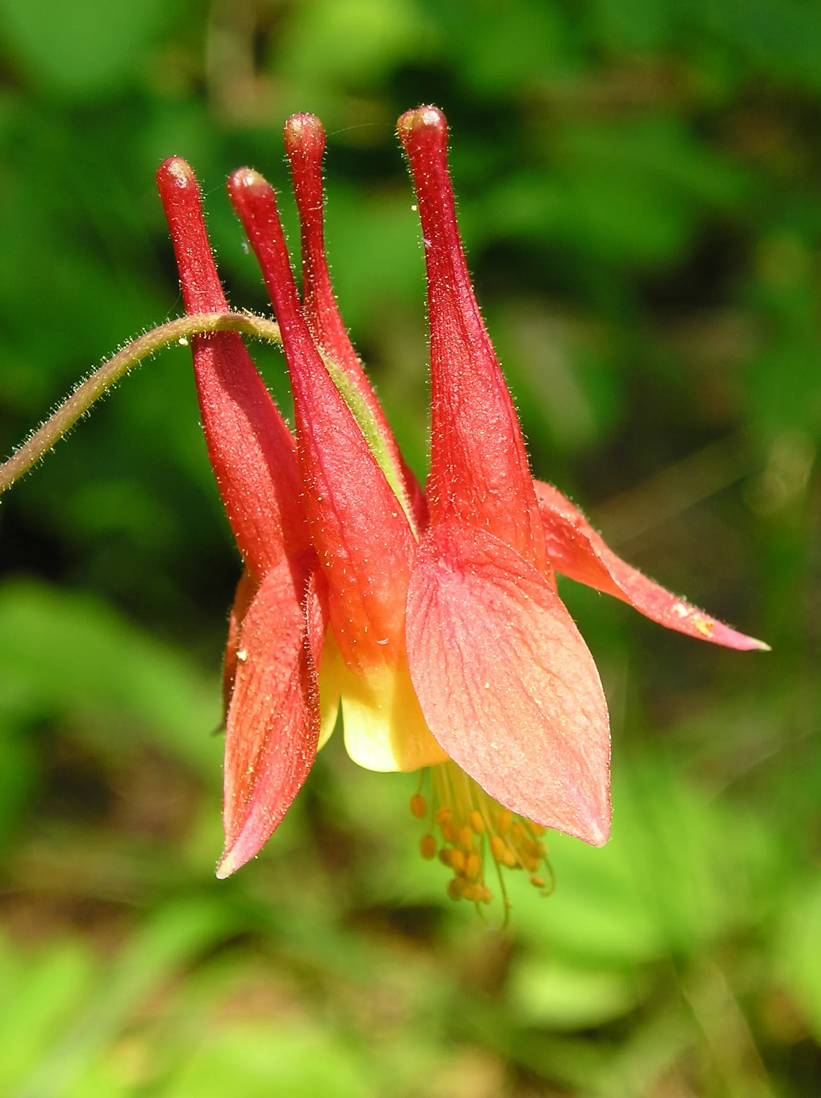 Wild Columbine (Aquilegia Canadensis) — Resistant to deer and drought; offering a naturalized aesthetic to the design, image 132