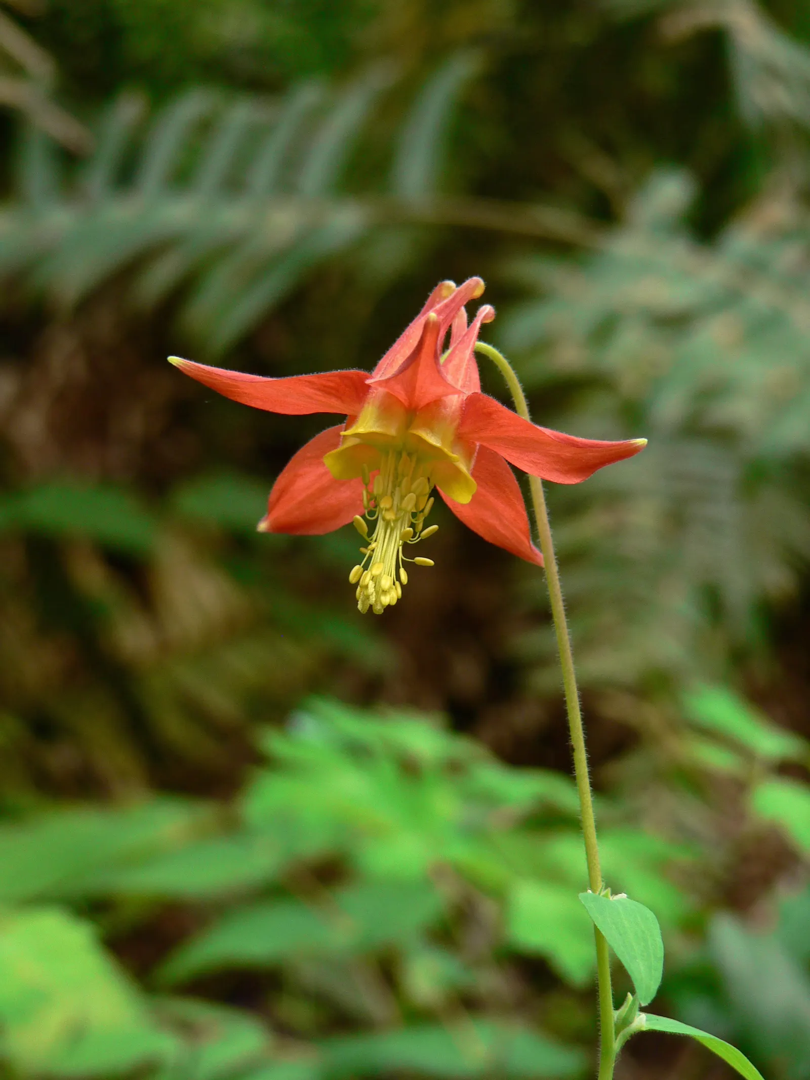 Wild Columbine (Aquilegia Canadensis) — Attracts hummingbirds and beneficial pollinators; ideal for woodland or naturalized gardens; the Wild Columbine
