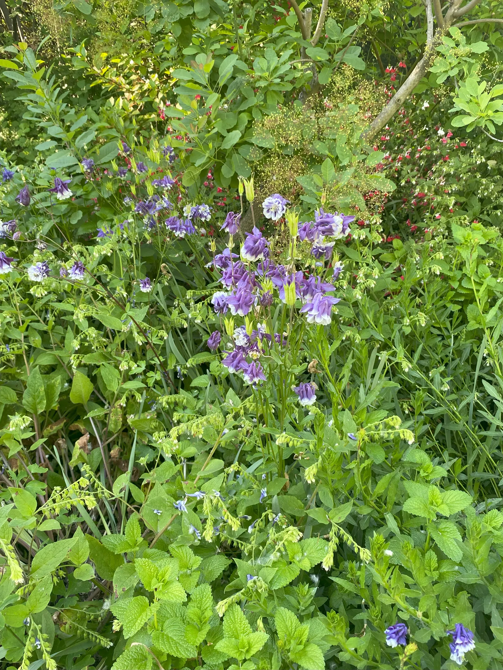 Wild Columbine (Aquilegia Canadensis) — At maturity, it stands 1-3 feet tall with a similar spread, image 67