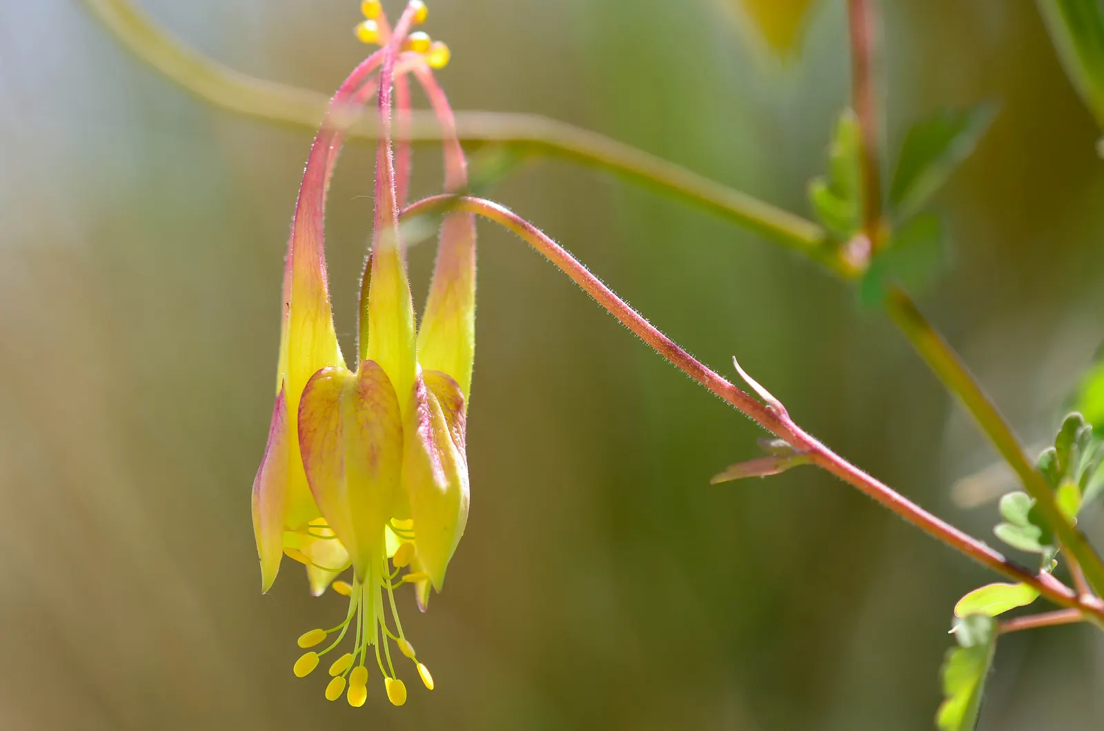 Wild Columbine (Aquilegia Canadensis) — the Wild Columbine flourishes in USDA Hardiness Zones 3 through 8, image 158
