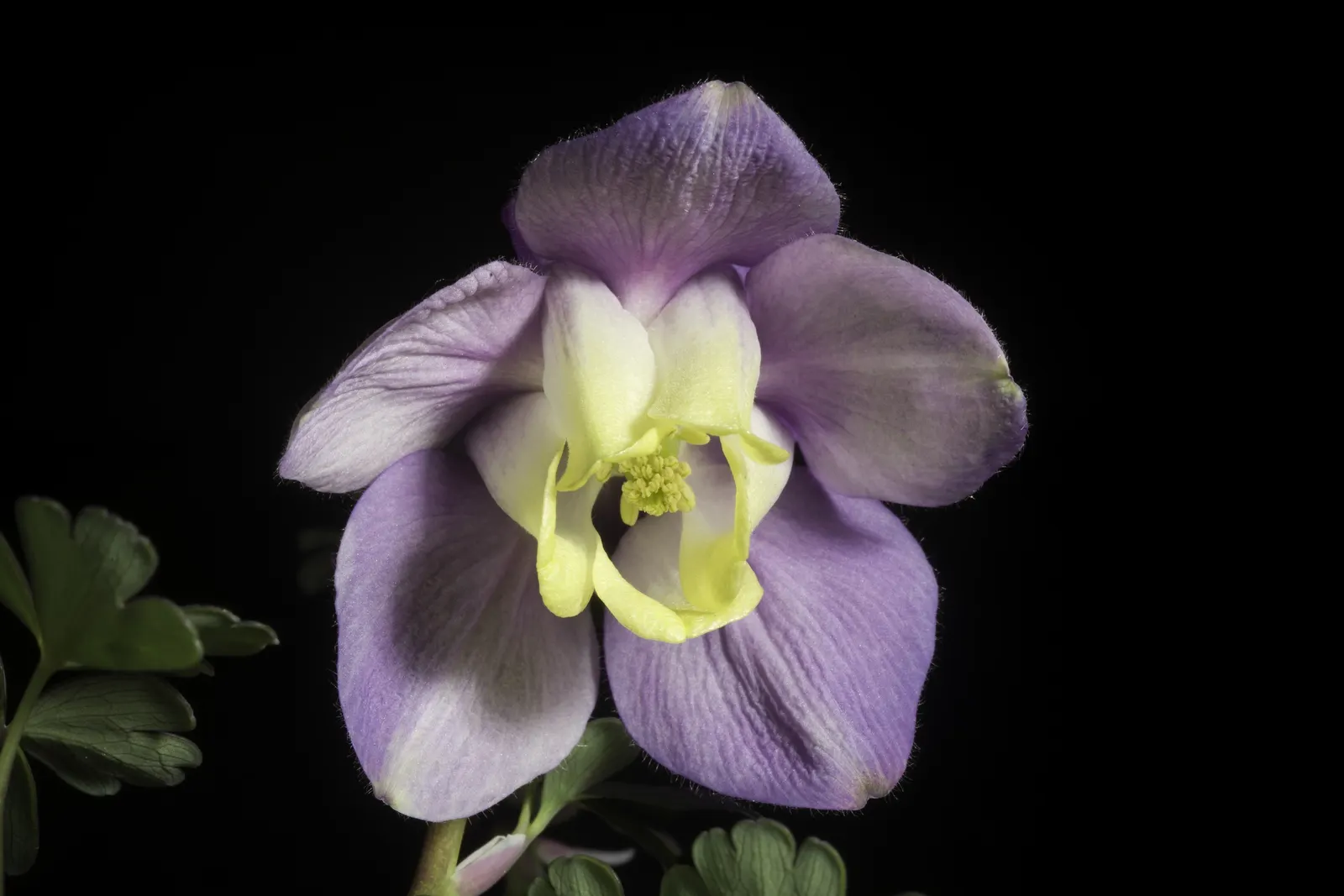 Wild Columbine (Aquilegia Canadensis) — Resistant to deer and drought; offering a naturalized aesthetic to the design, image 90