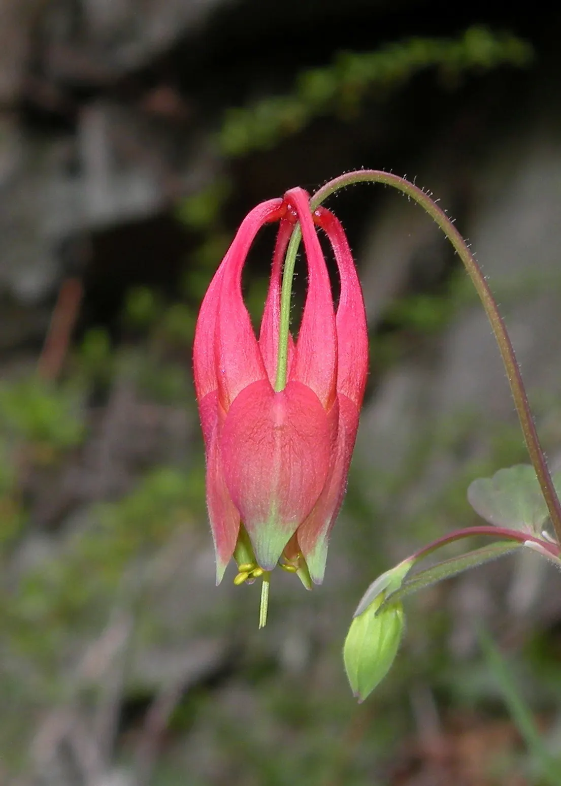 Wild Columbine (Aquilegia Canadensis) — perennial with red and yellow blooms; the Wild Columbine flourishes in USDA Hardiness Zones 3 through 8, image 104