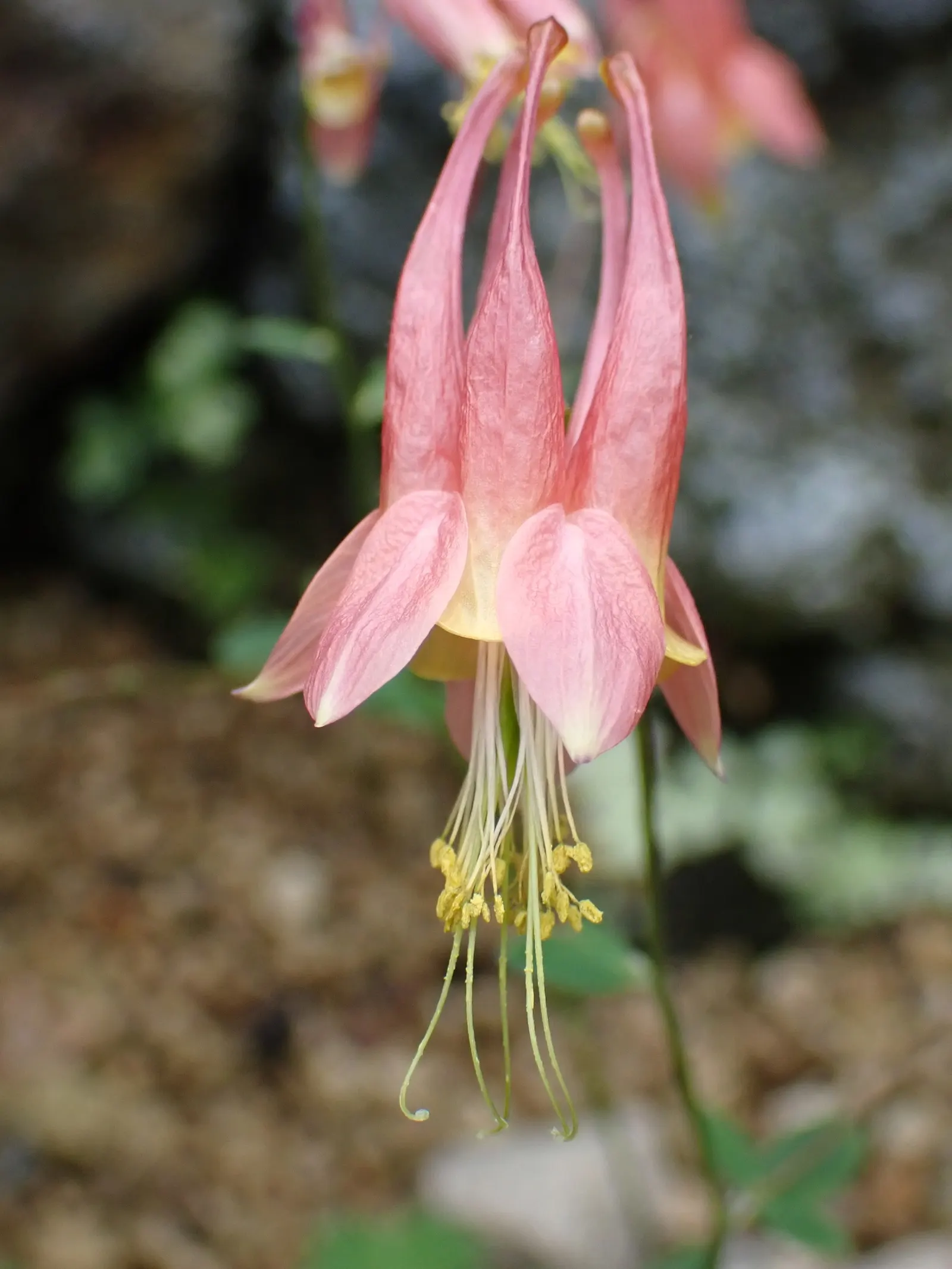 Wild Columbine (Aquilegia Canadensis) — It is also relatively deer resistant, making it a practical and enchanting addition to a client's, image 121