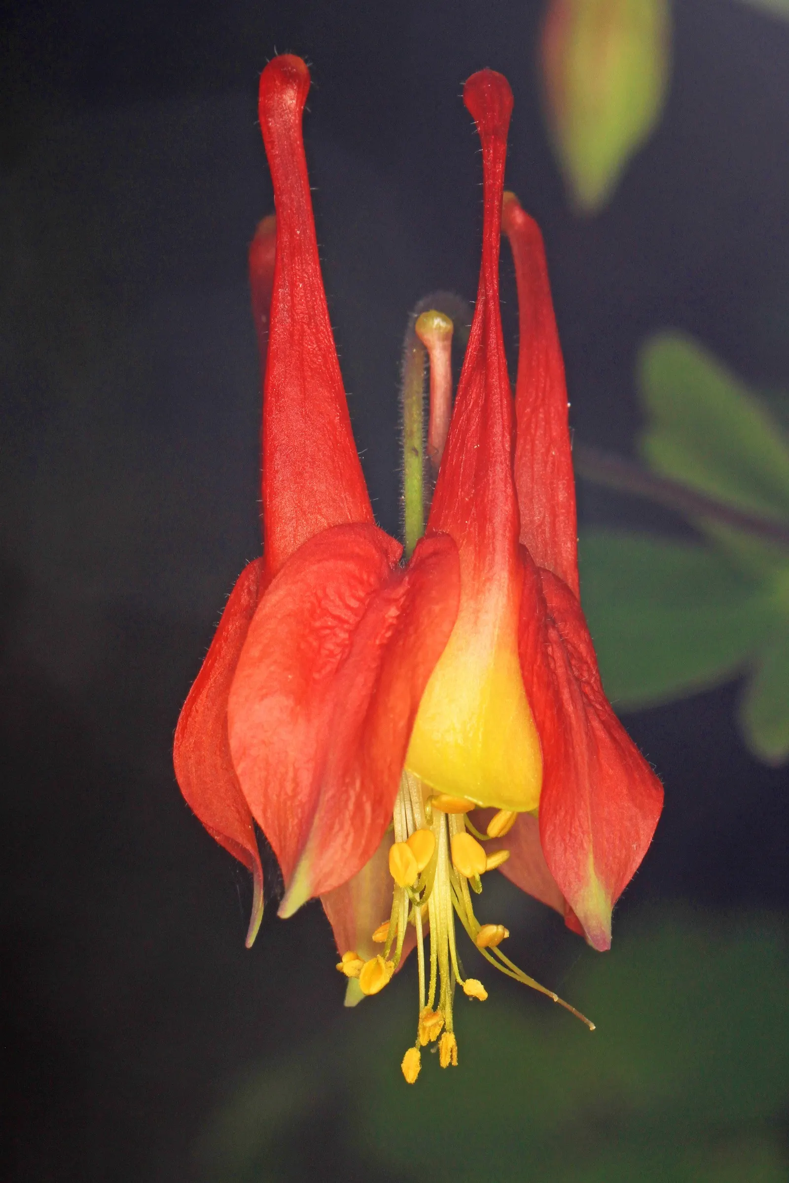 Wild Columbine (Aquilegia Canadensis) — commonly referred to as Wild Columbine; at maturity, it stands 1-3 feet tall with a similar spread, image 49
