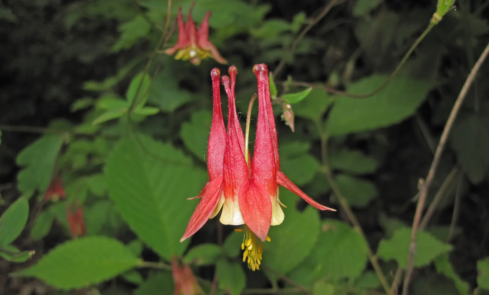 Wild Columbine (Aquilegia Canadensis) — Aquilegia canadensis, commonly known as Wild Columbine, is a perennial native to North America; at maturity, it stands
