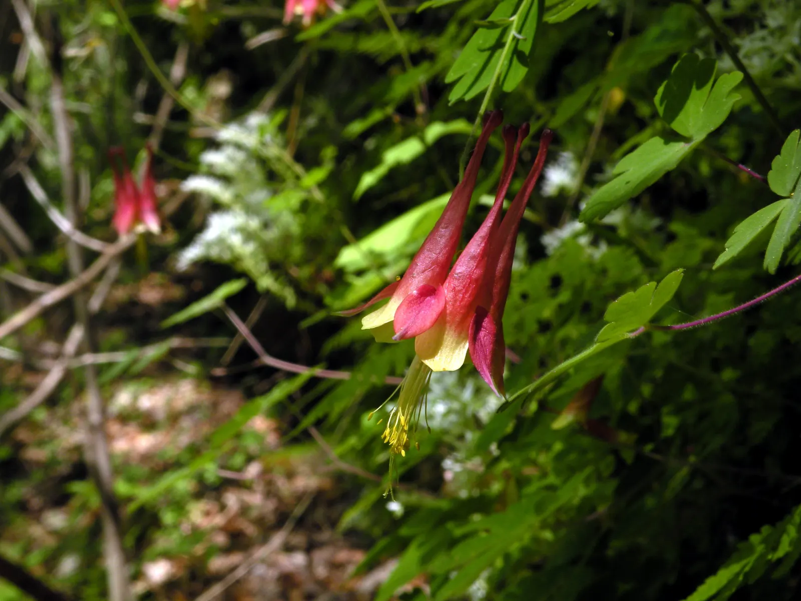 Wild Columbine (Aquilegia Canadensis) — At maturity, it stands 1-3 feet tall with a similar spread, image 130