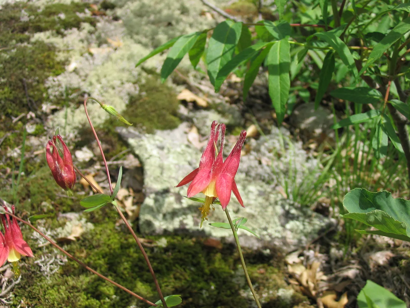 Wild Columbine (Aquilegia Canadensis) — perennial for full or half; offering a naturalized aesthetic to the design, image 168