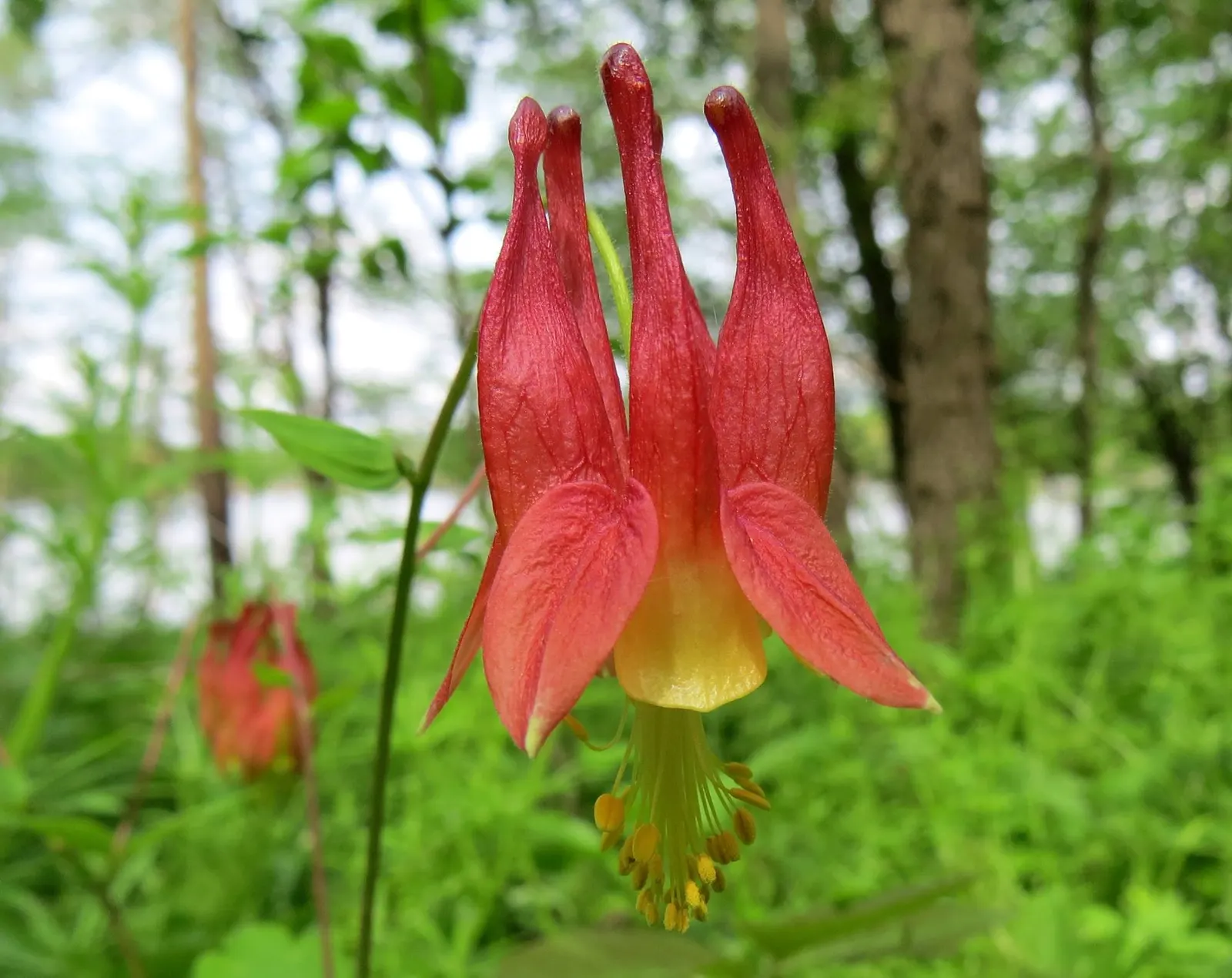 Wild Columbine (Aquilegia Canadensis) — perennial with red and yellow blooms; the Wild Columbine flourishes in USDA Hardiness Zones 3 through 8, image 146