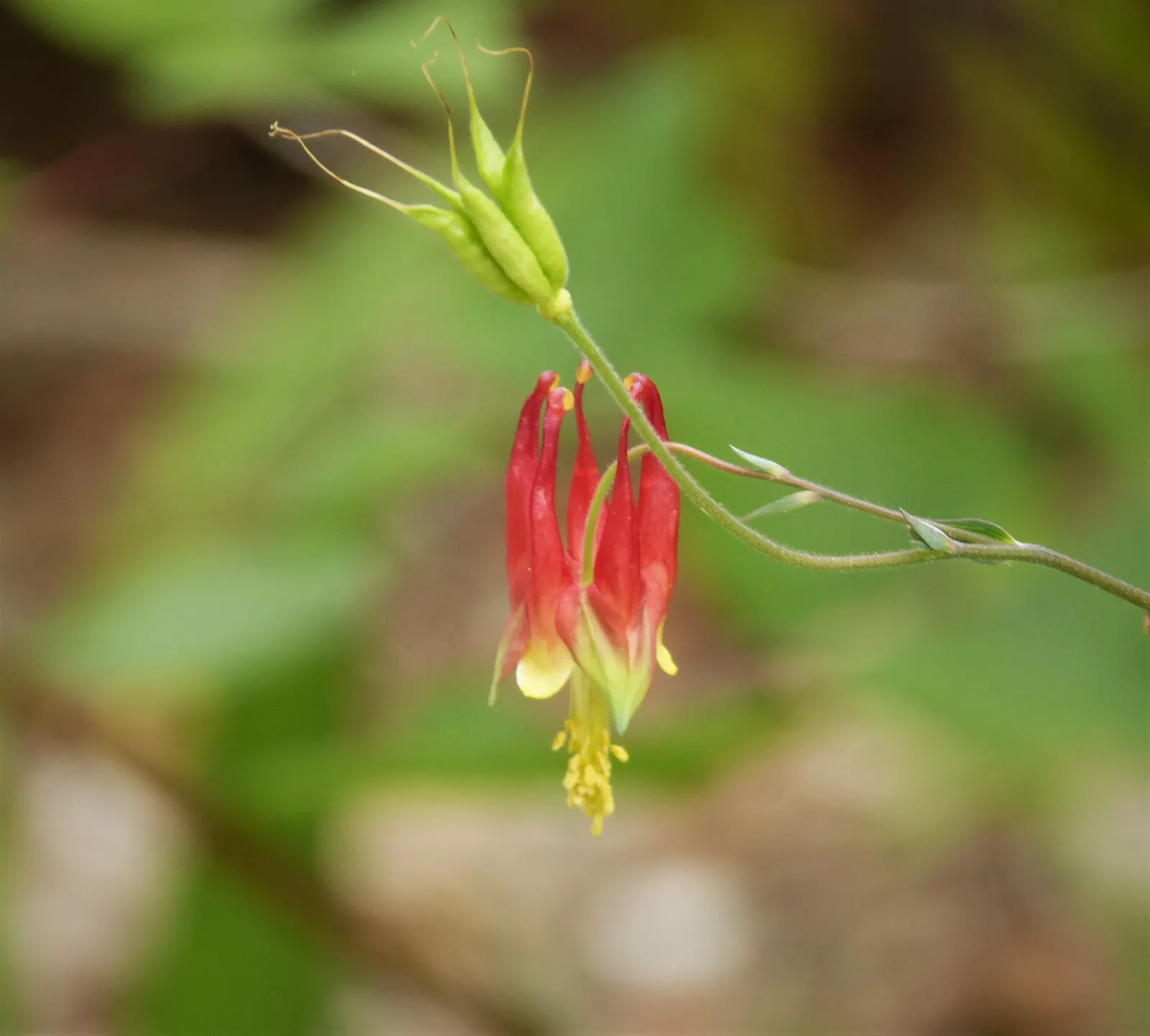 Wild Columbine (Aquilegia Canadensis) — is a charming North American native perennial that is highly coveted in landscape design for its, image 50