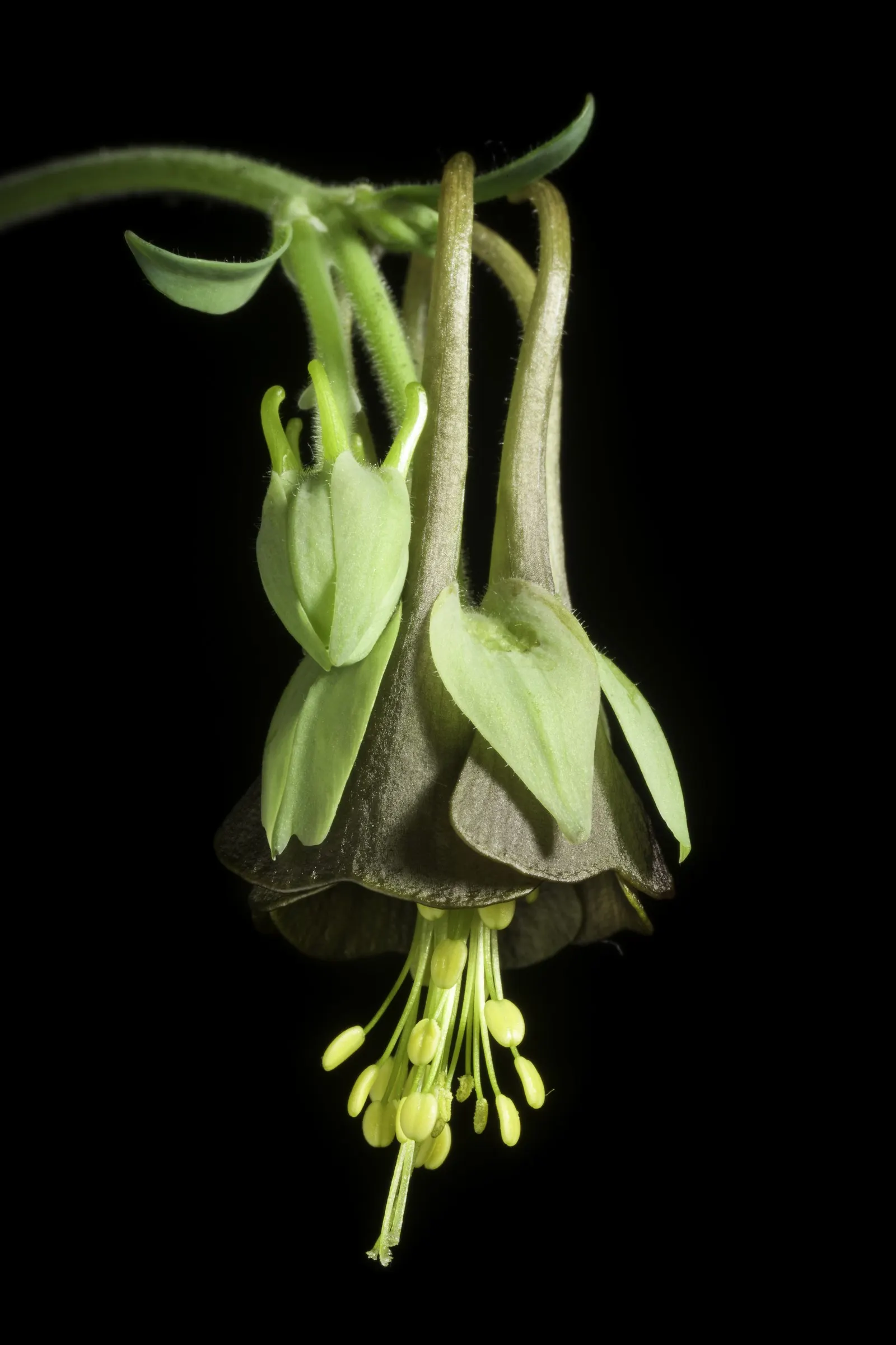 Wild Columbine (Aquilegia Canadensis) — Thriving in USDA zones 3-8, it prefers partially shaded areas and well-draining soil; offering a, image 45