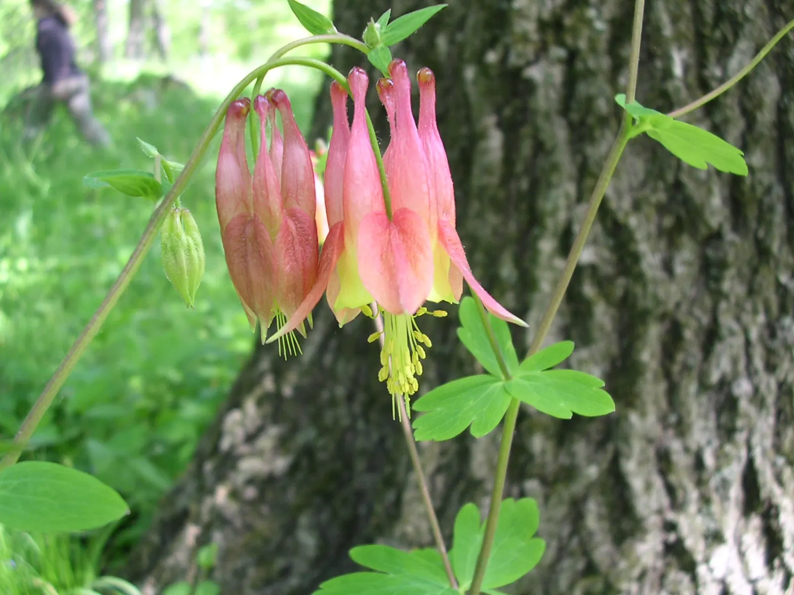 Wild Columbine (Aquilegia Canadensis) — commonly referred to as Wild Columbine