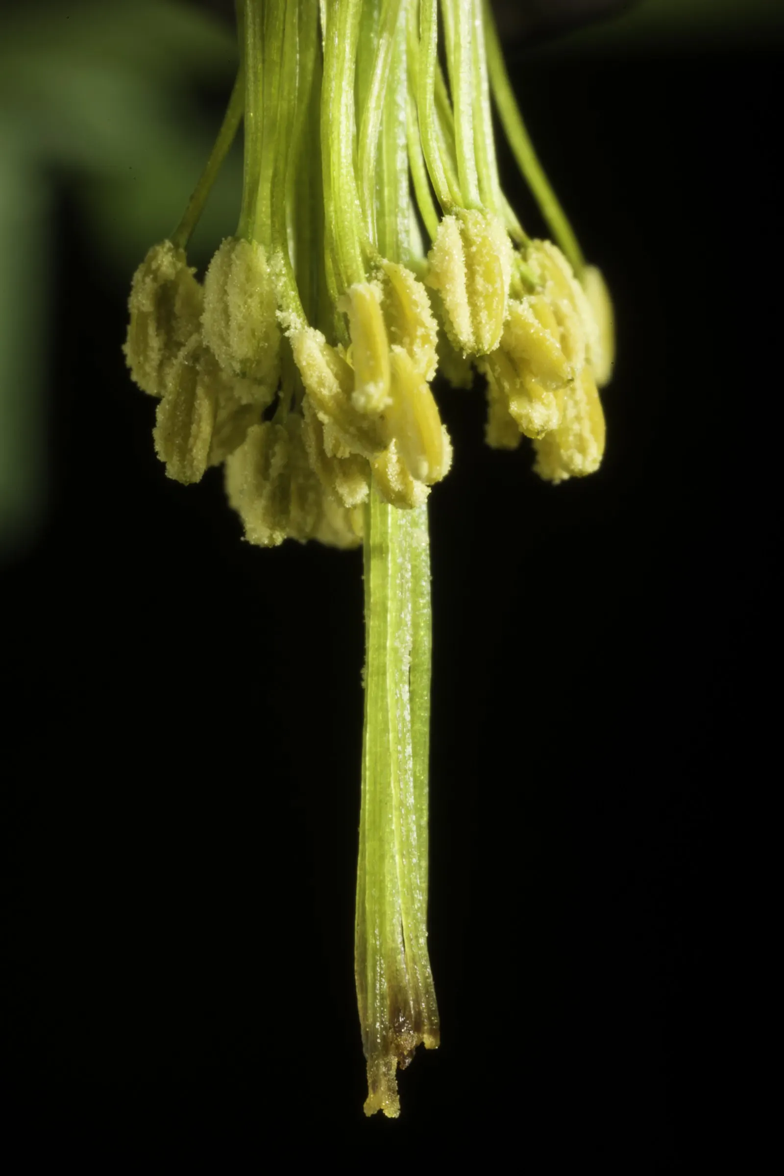 Wild Columbine (Aquilegia Canadensis) — perennial for full or half