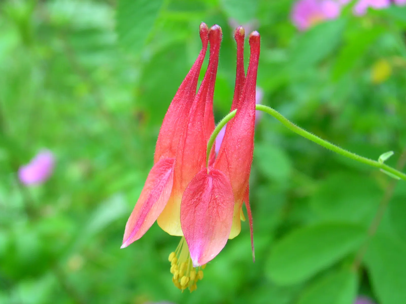Wild Columbine (Aquilegia Canadensis) — Attracts hummingbirds and beneficial pollinators; ideal for woodland or naturalized gardens; the Wild, image 152
