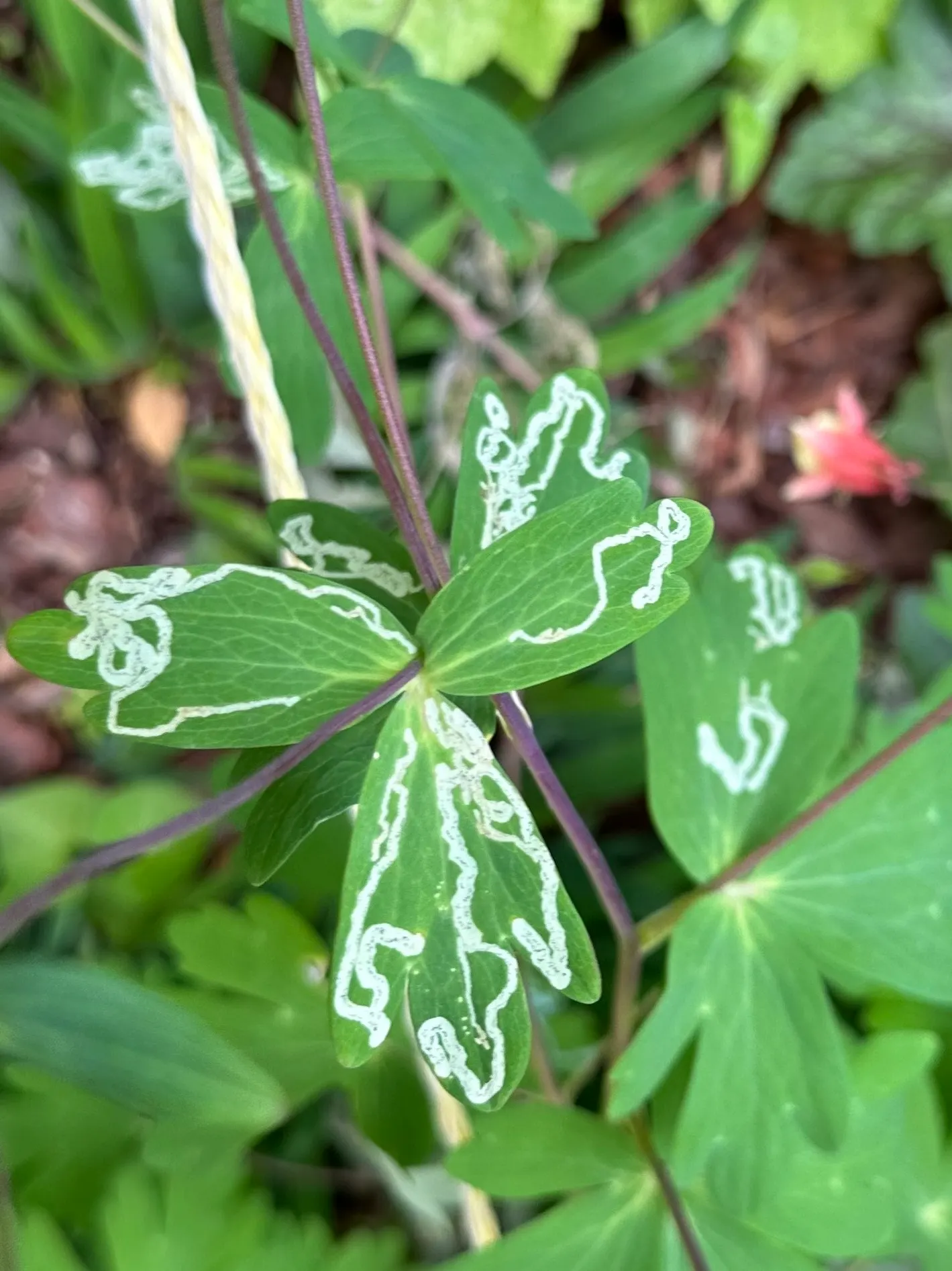 Wild Columbine (Aquilegia Canadensis) — It is also relatively deer resistant, making it a practical and enchanting addition to a client's, image 79