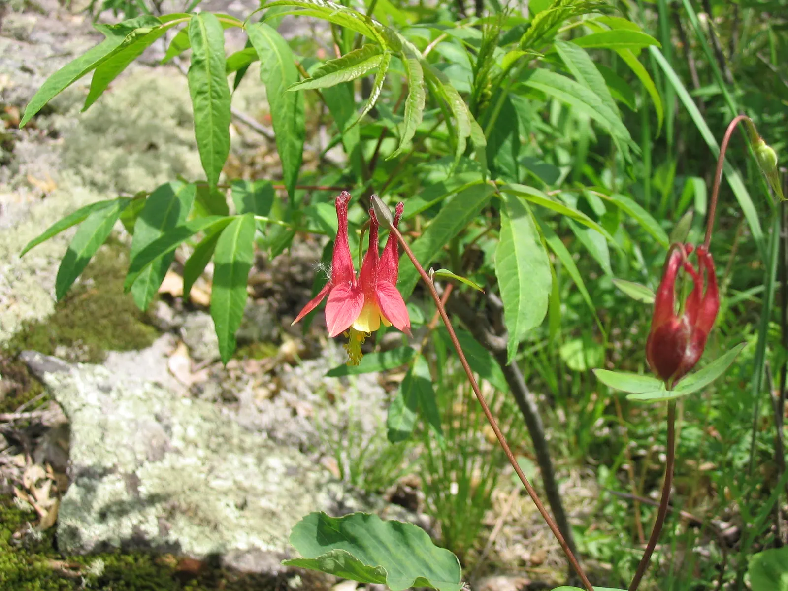 Wild Columbine (Aquilegia Canadensis) — Known for its adaptability; at maturity, it stands 1-3 feet tall with a similar spread, image 52