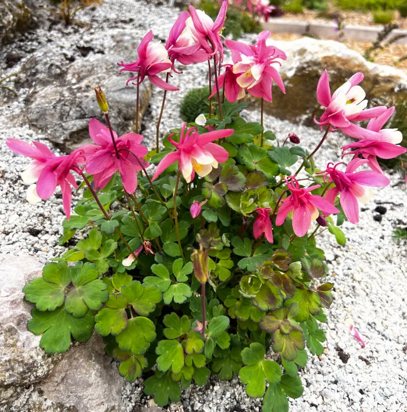 Wild Columbine (Aquilegia Canadensis) — Known for its adaptability; at maturity, it stands 1-3 feet tall with a similar spread, image 115