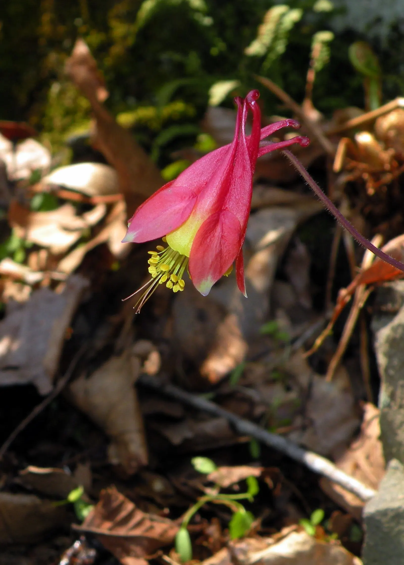 Wild Columbine (Aquilegia Canadensis) — Its ability to self-seed under congenial conditions can ensure its presence for years to come; the Wild, image 143