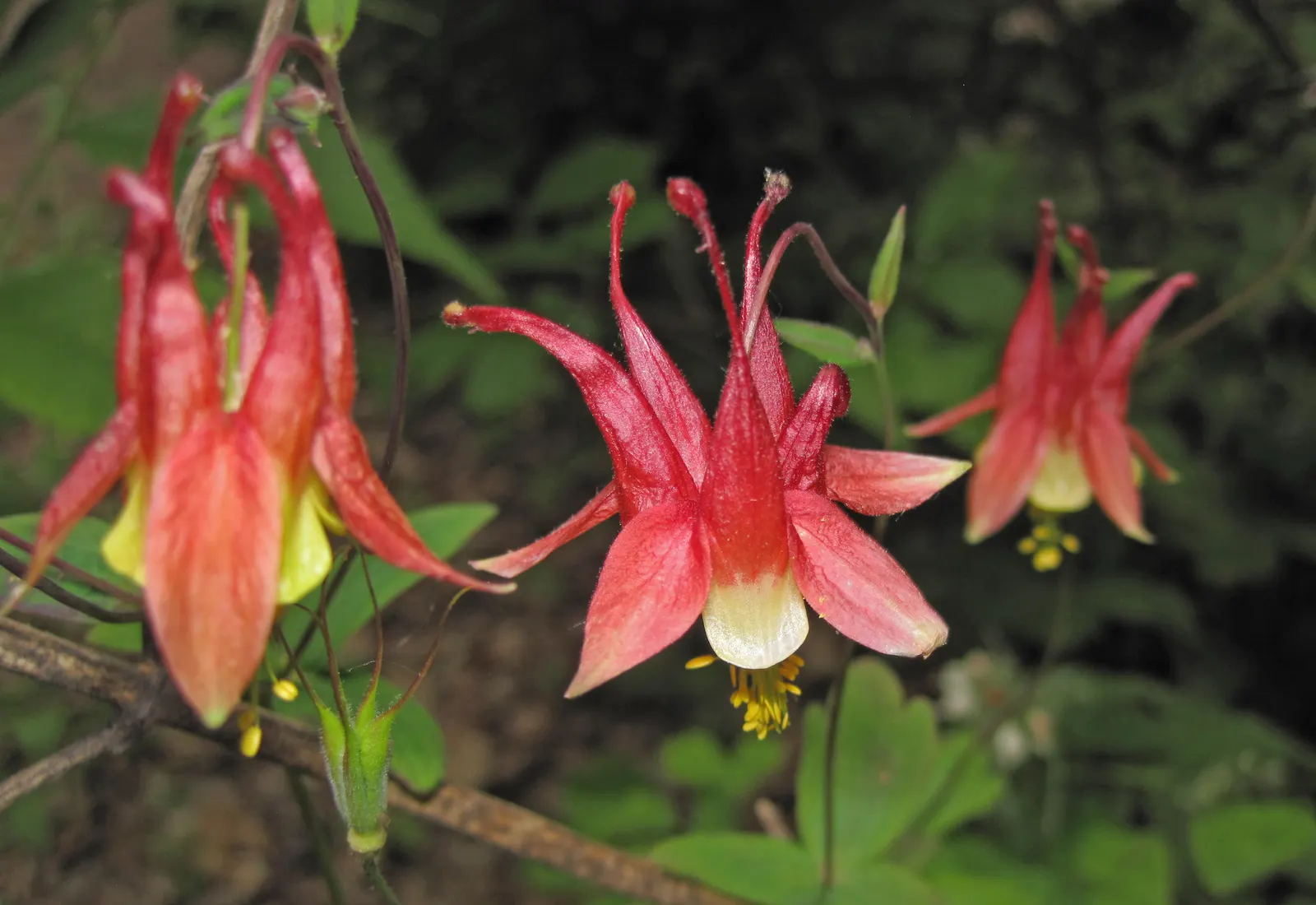 Wild Columbine (Aquilegia Canadensis) — consider the Wild Columbine for its low maintenance needs and captivating appearance; offering a naturalized aesthetic